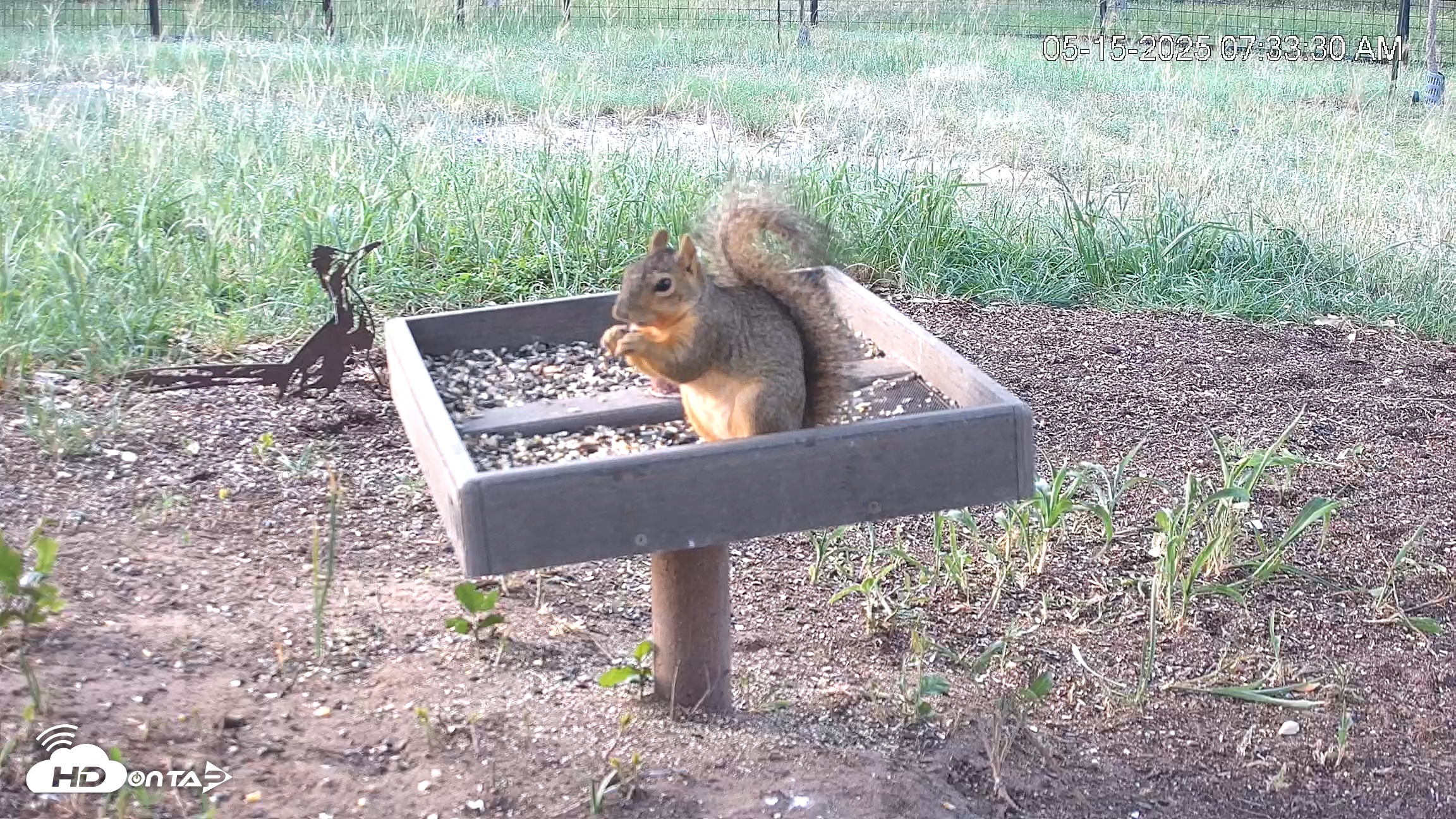 Snapshot of Texas Game & Ground Feeder Live Webcam taken May 15, 2025, 7:33am CDT