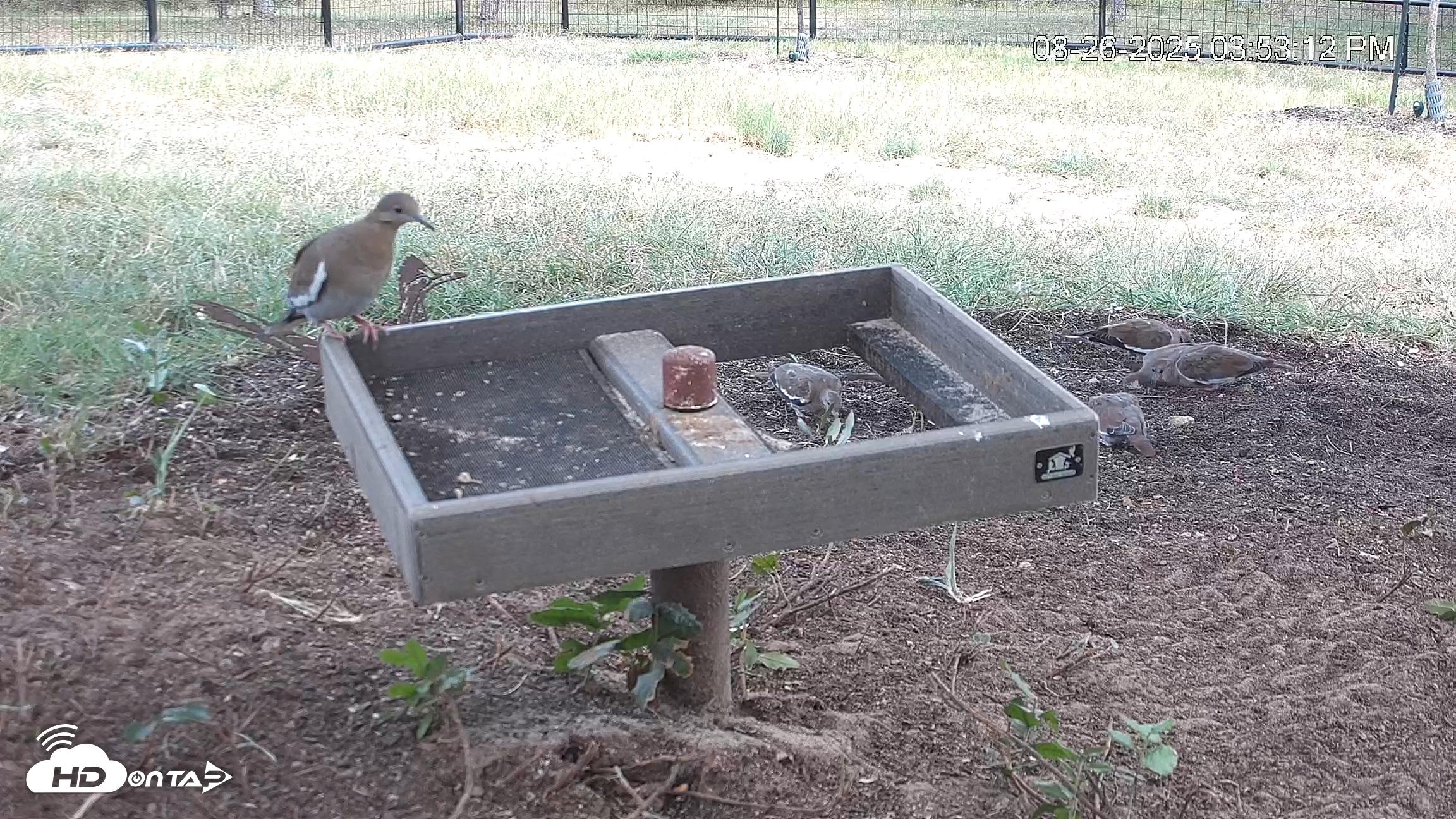 Snapshot of Texas Game & Ground Feeder Live Webcam taken Aug 26, 2025, 3:56pm CDT