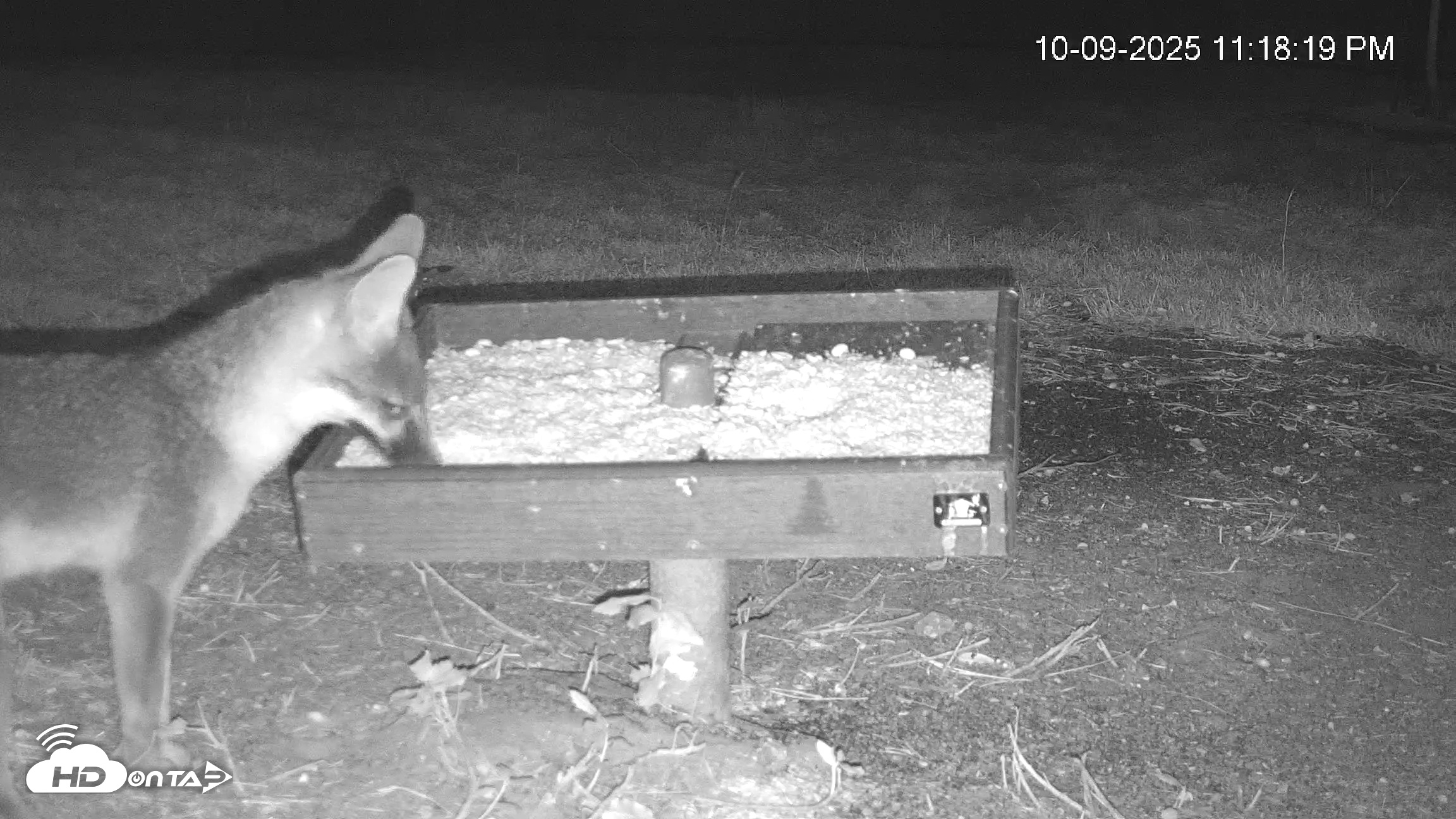 Snapshot of Texas Game & Ground Feeder Live Webcam taken Oct 9, 2025, 11:19pm CDT