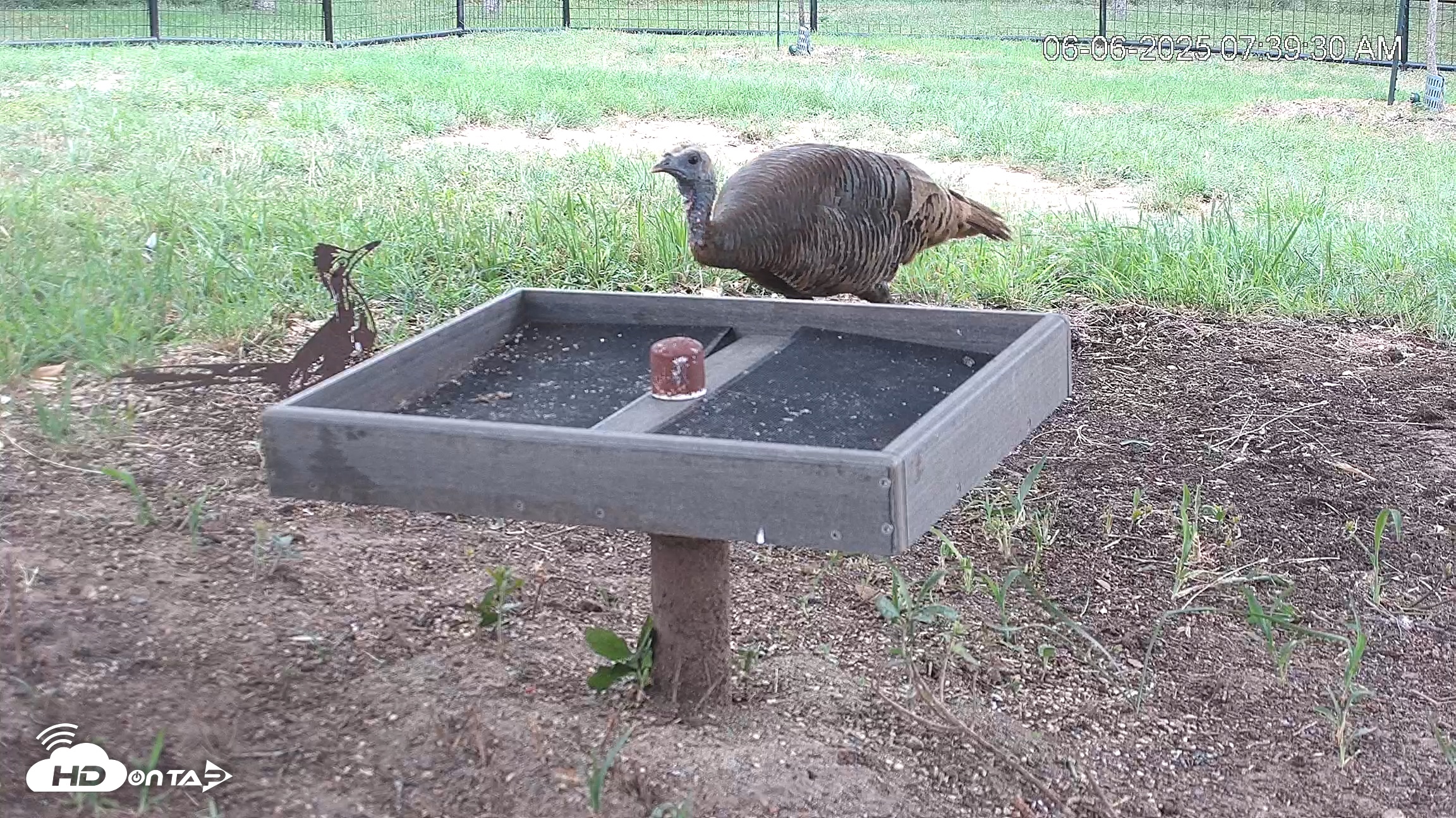 Snapshot of Texas Game & Ground Feeder Live Webcam taken Jun 6, 2025, 7:40am CDT