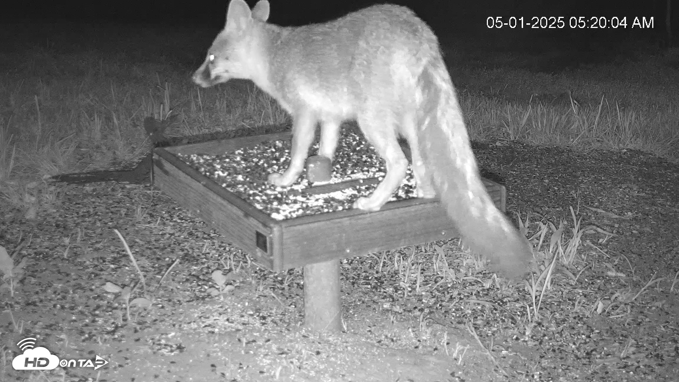 Snapshot of Texas Game & Ground Feeder Live Webcam taken May 1, 2025, 5:20am CDT