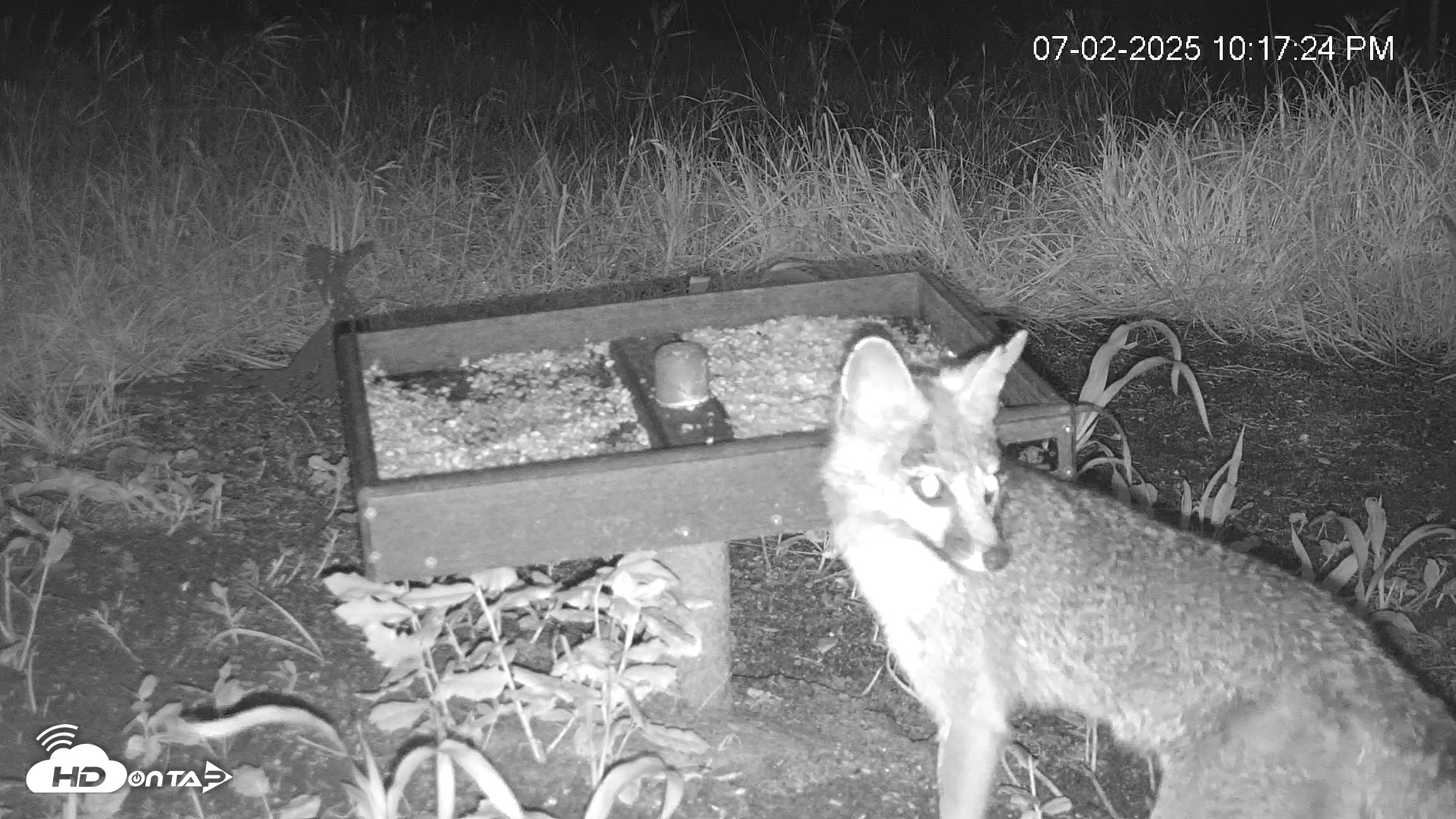 Snapshot of Texas Game & Ground Feeder Live Webcam taken Jul 2, 2025, 10:20pm CDT