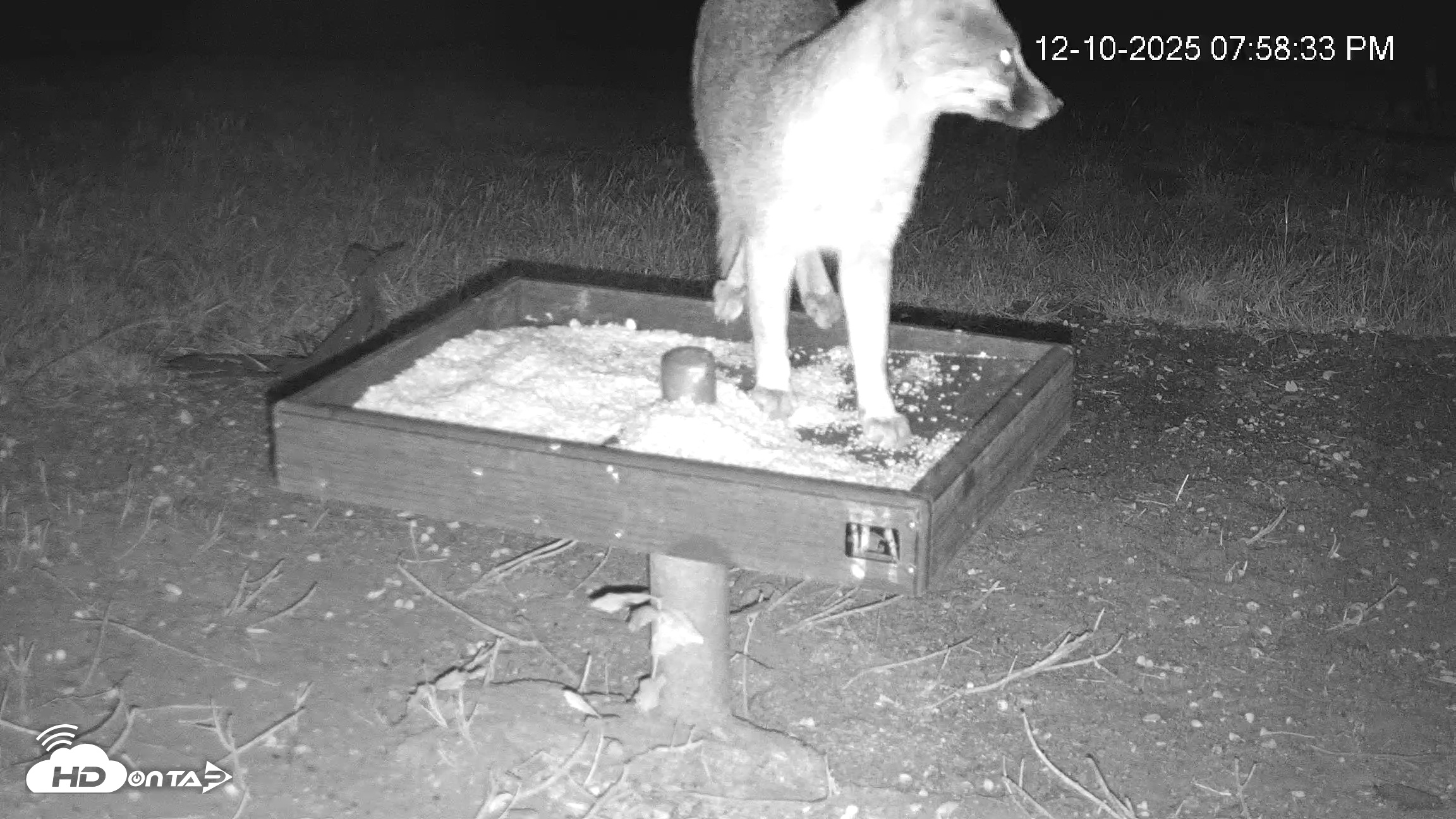 Snapshot of Texas Game & Ground Feeder Live Webcam taken Dec 10, 2025, 7:59pm CST