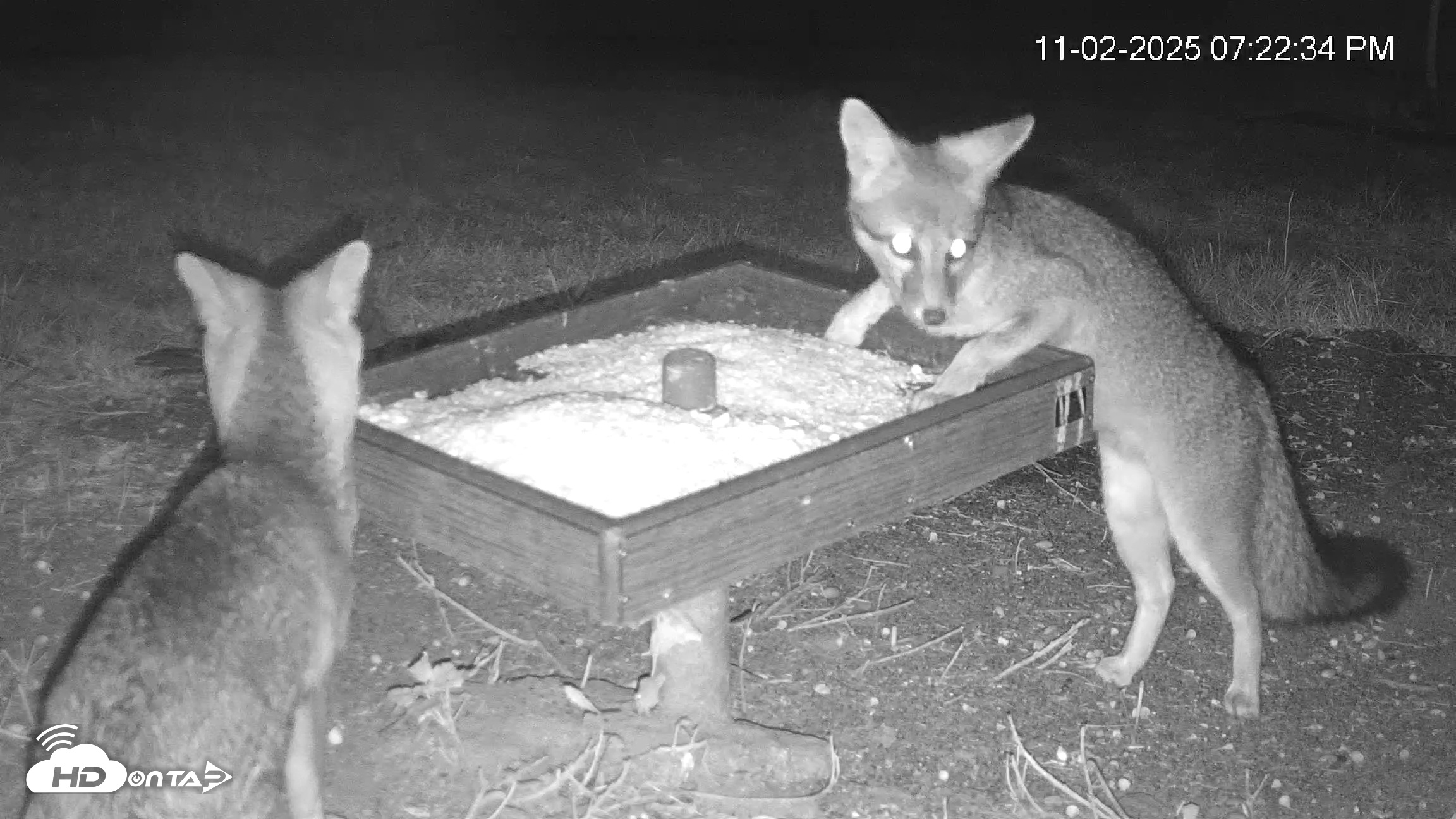 Snapshot of Texas Game & Ground Feeder Live Webcam taken Nov 2, 2025, 7:25pm CST