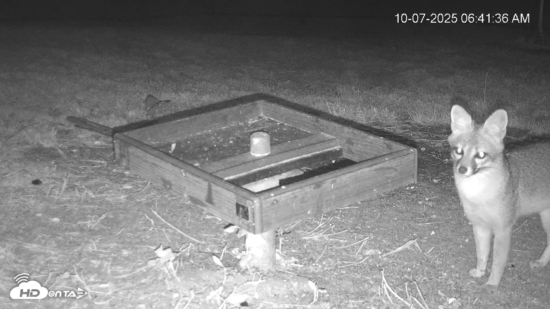 Snapshot of Texas Game & Ground Feeder Live Webcam taken Oct 7, 2025, 6:44am CDT