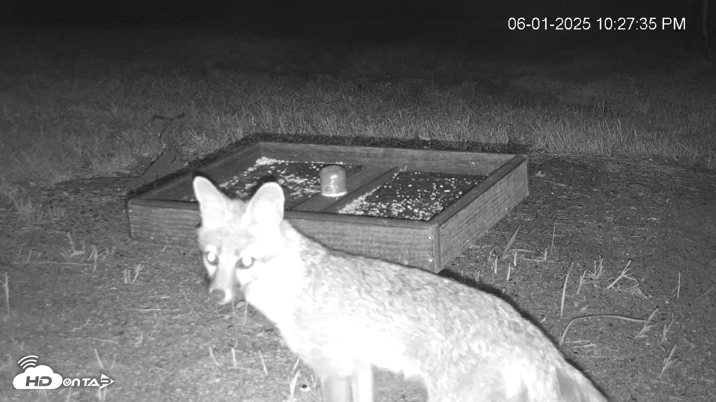Snapshot of Texas Game & Ground Feeder Live Webcam taken Jun 1, 2025, 10:29pm CDT