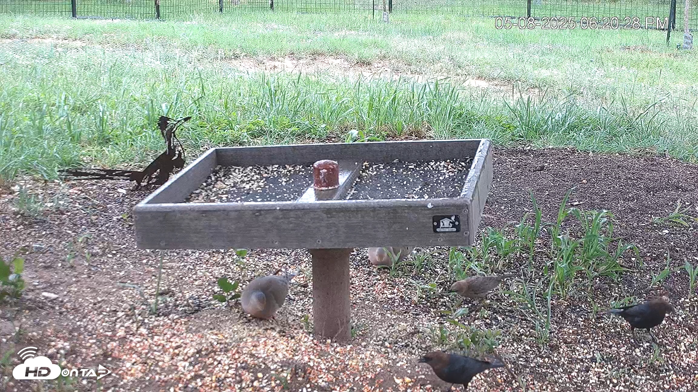 Snapshot of Texas Game & Ground Feeder Live Webcam taken May 8, 2025, 6:20pm CDT