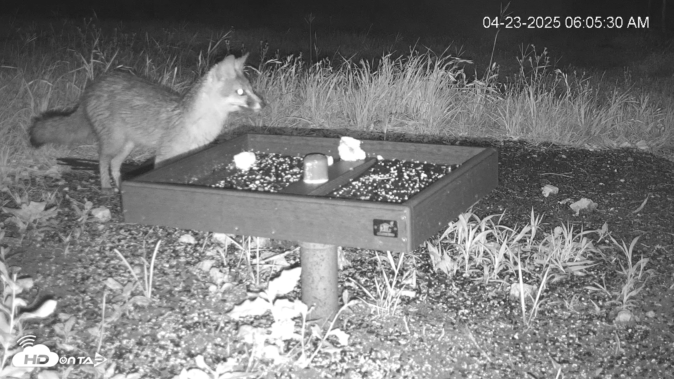 Snapshot of Texas Game & Ground Feeder Live Webcam taken Apr 23, 2025, 6:05am CDT