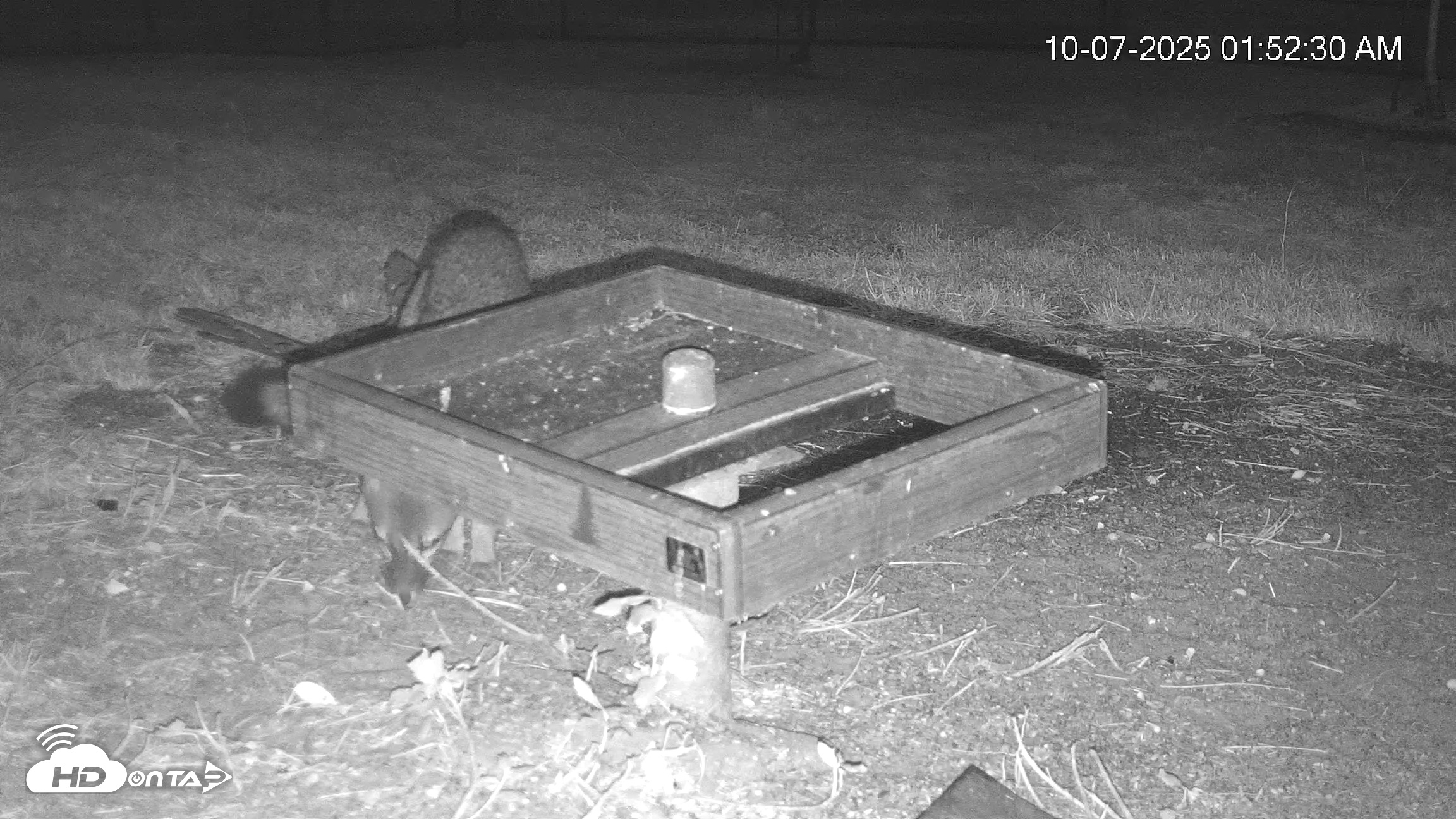 Snapshot of Texas Game & Ground Feeder Live Webcam taken Oct 7, 2025, 1:53am CDT
