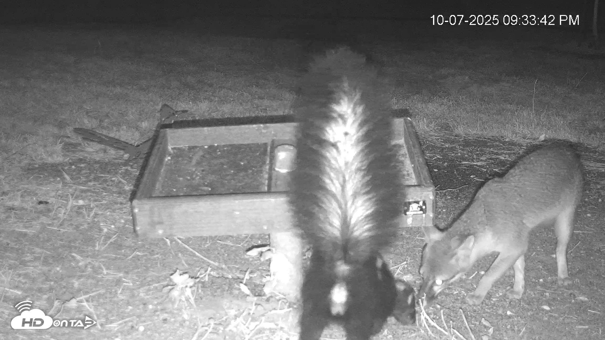 Snapshot of Texas Game & Ground Feeder Live Webcam taken Oct 7, 2025, 9:36pm CDT