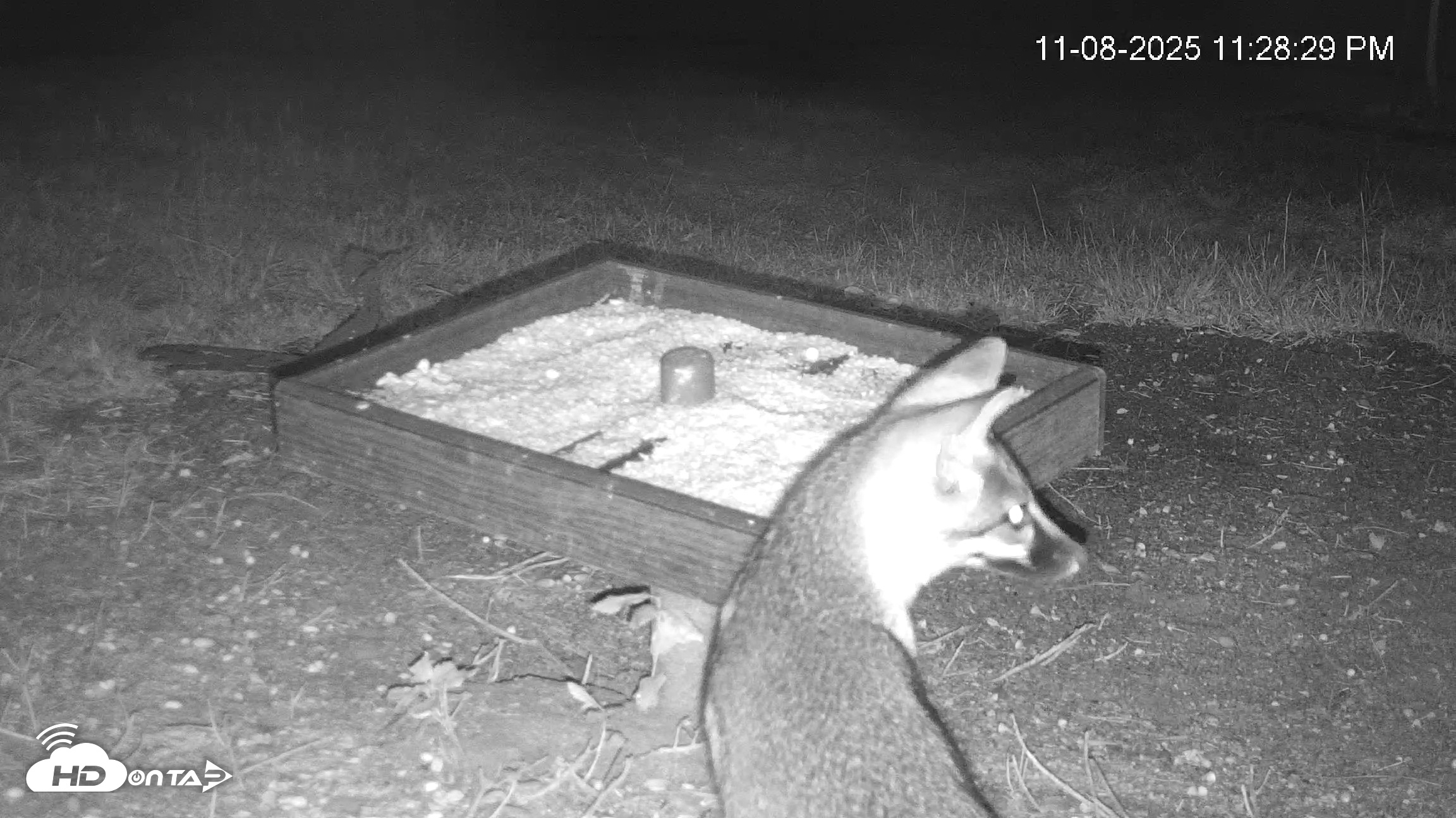 Snapshot of Texas Game & Ground Feeder Live Webcam taken Nov 8, 2025, 11:29pm CST