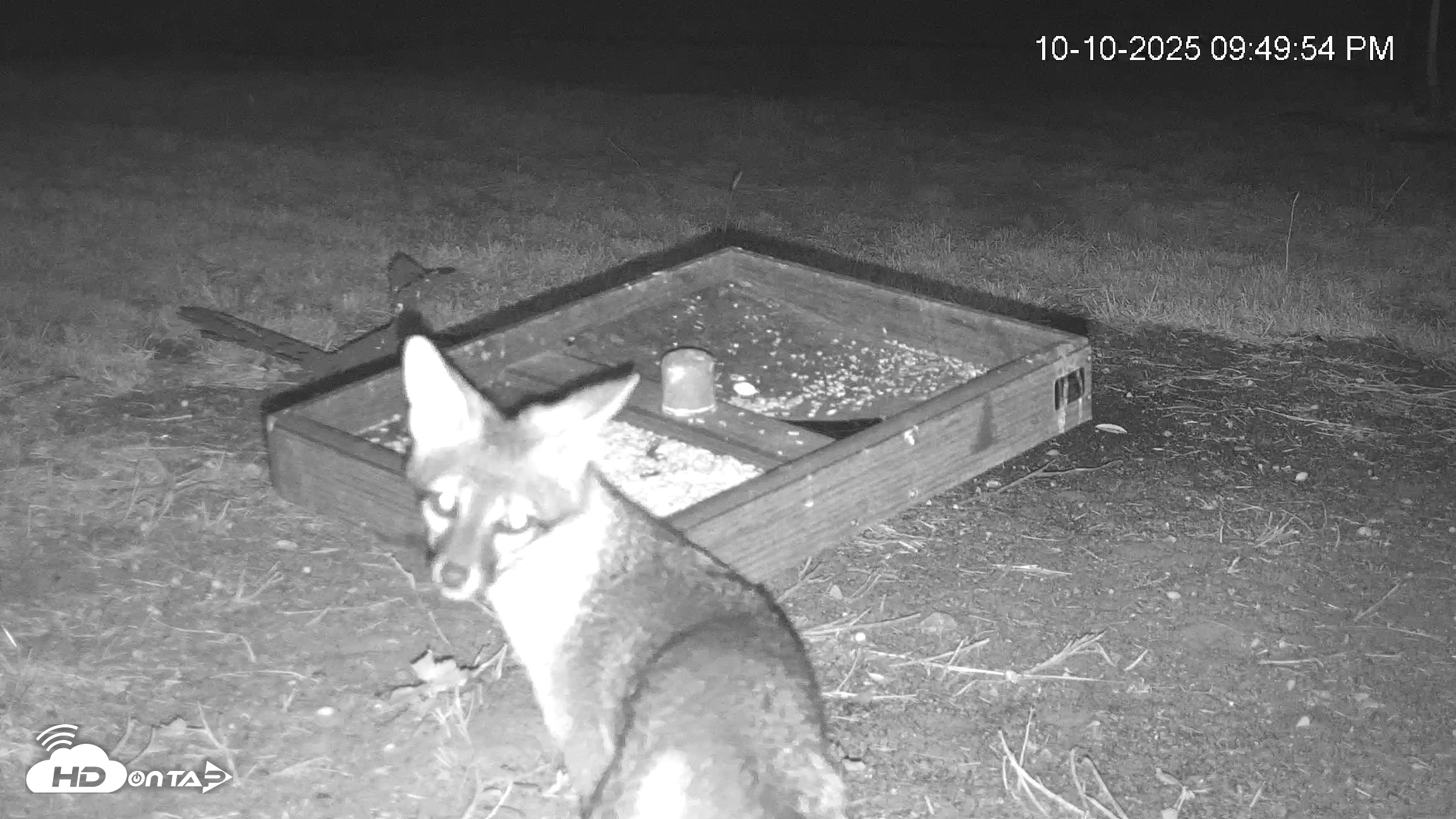 Snapshot of Texas Game & Ground Feeder Live Webcam taken Oct 10, 2025, 9:51pm CDT