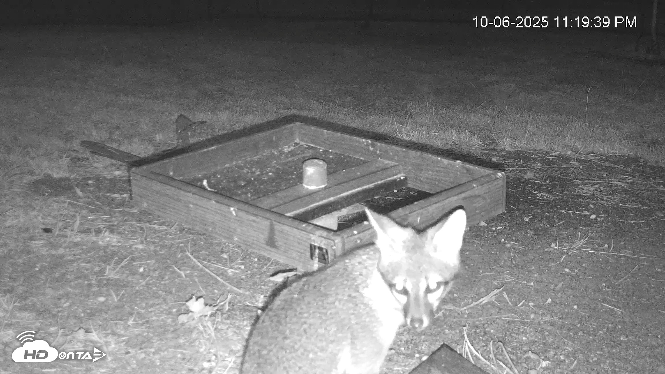 Snapshot of Texas Game & Ground Feeder Live Webcam taken Oct 6, 2025, 11:20pm CDT