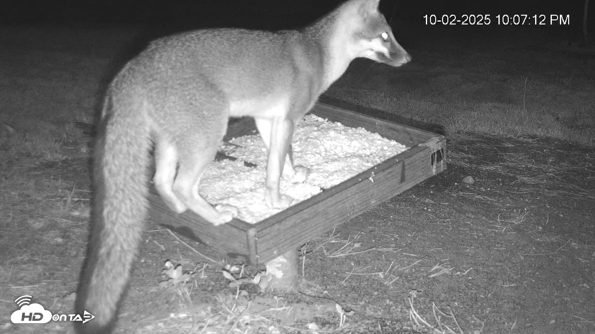 Snapshot of Texas Game & Ground Feeder Live Webcam taken Oct 2, 2025, 10:08pm CDT