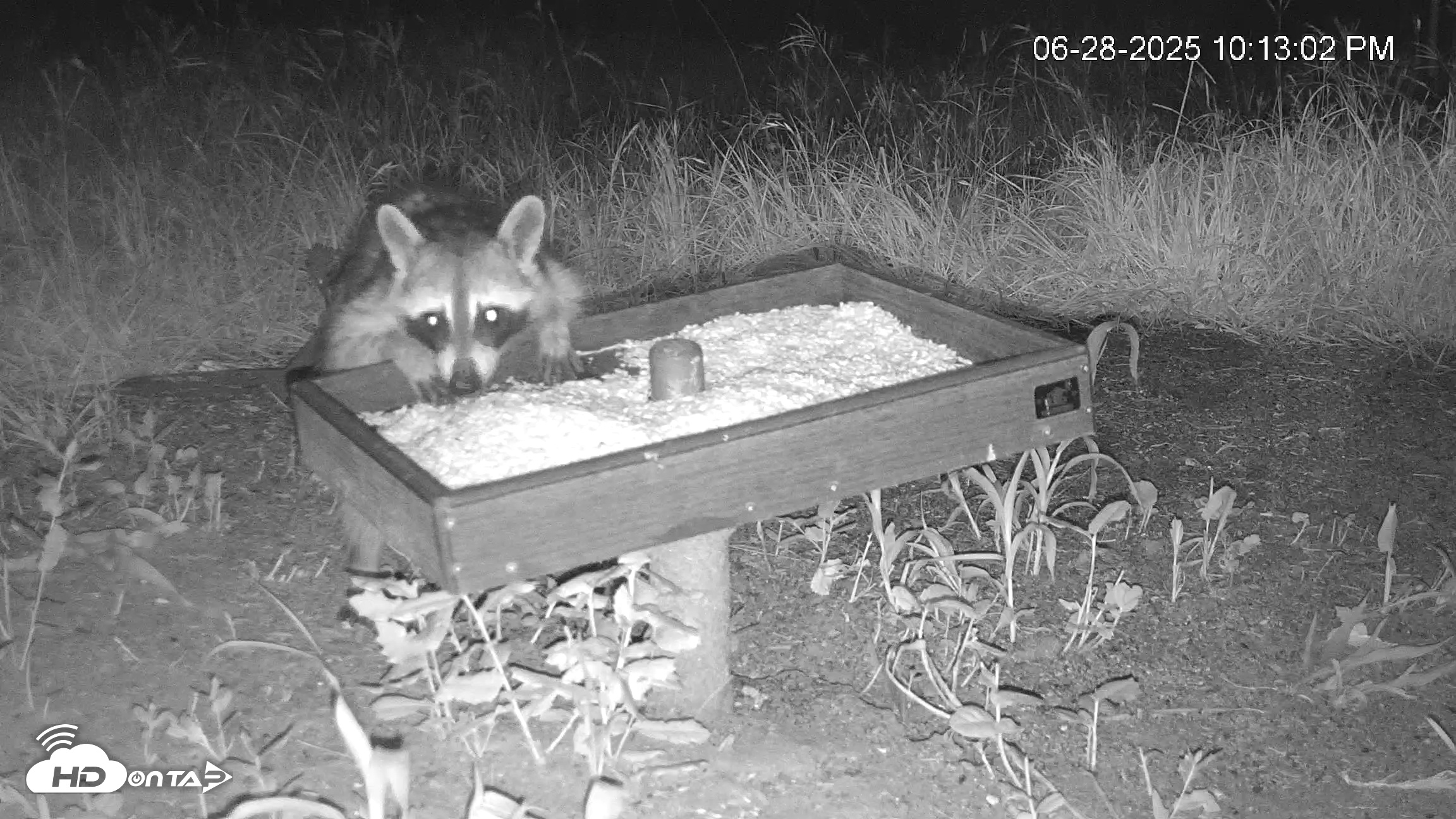 Snapshot of Texas Game & Ground Feeder Live Webcam taken Jun 28, 2025, 10:14pm CDT