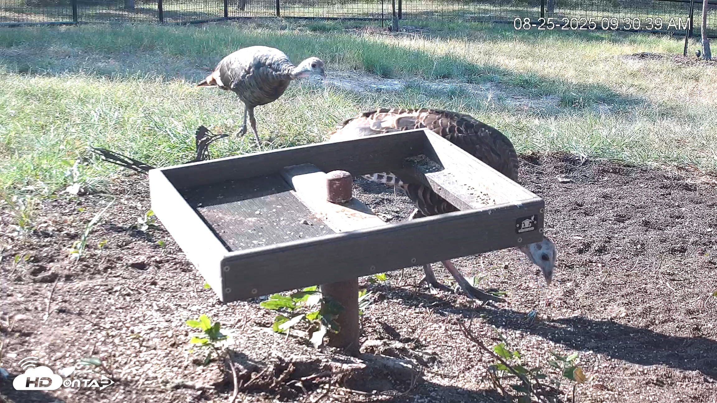 Snapshot of Texas Game & Ground Feeder Live Webcam taken Aug 25, 2025, 9:31am CDT
