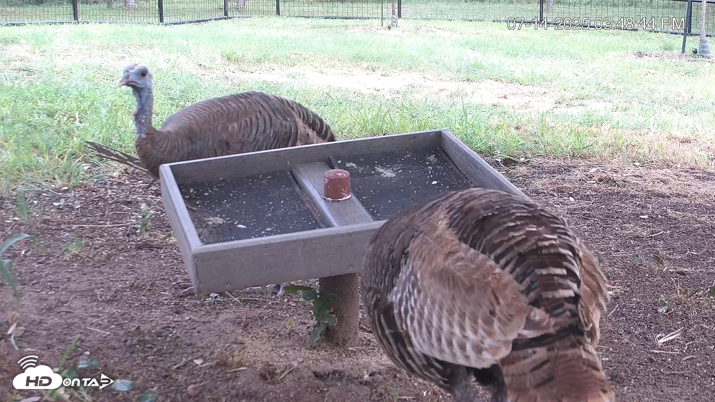 Snapshot of Texas Game & Ground Feeder Live Webcam taken Jul 14, 2025, 3:50pm CDT