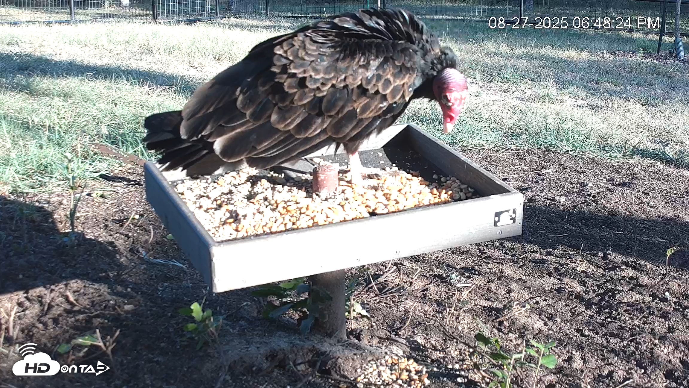 Snapshot of Texas Game & Ground Feeder Live Webcam taken Aug 27, 2025, 6:49pm CDT