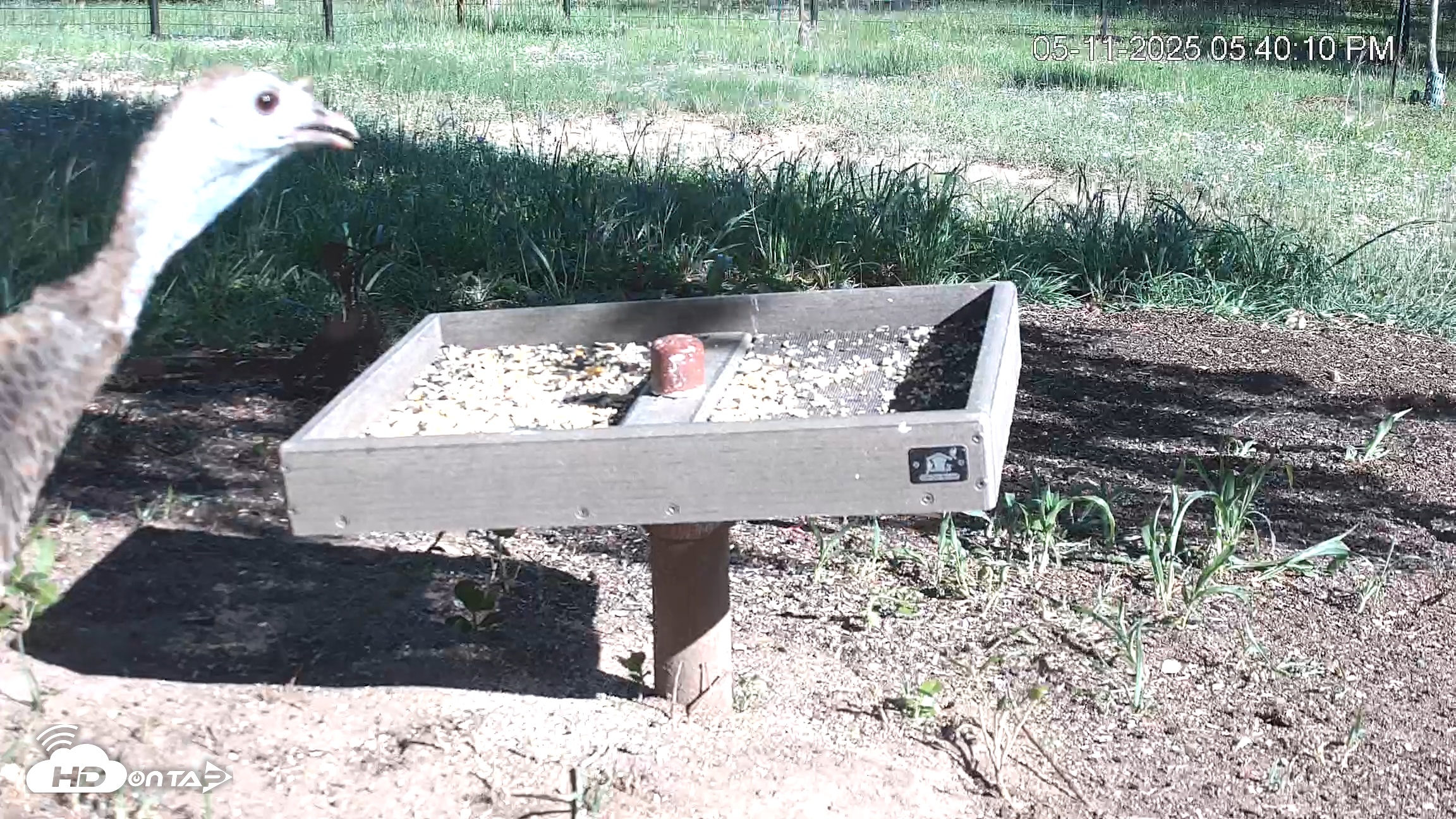 Snapshot of Texas Game & Ground Feeder Live Webcam taken May 11, 2025, 5:40pm CDT