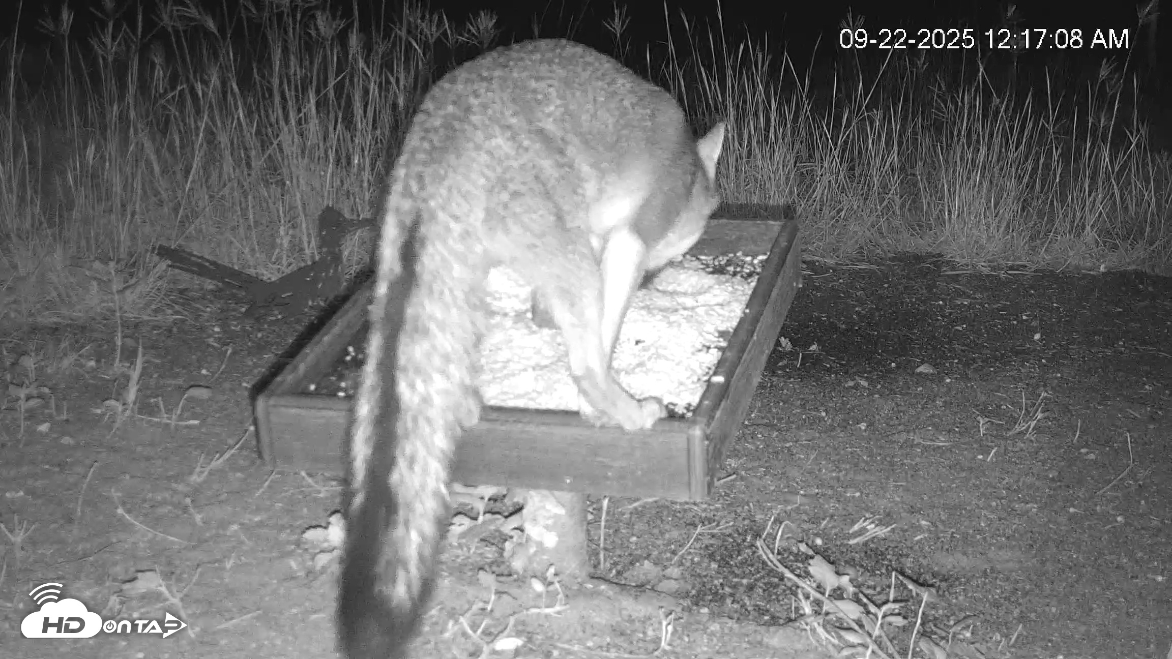 Snapshot of Texas Game & Ground Feeder Live Webcam taken Sep 22, 2025, 12:18am CDT