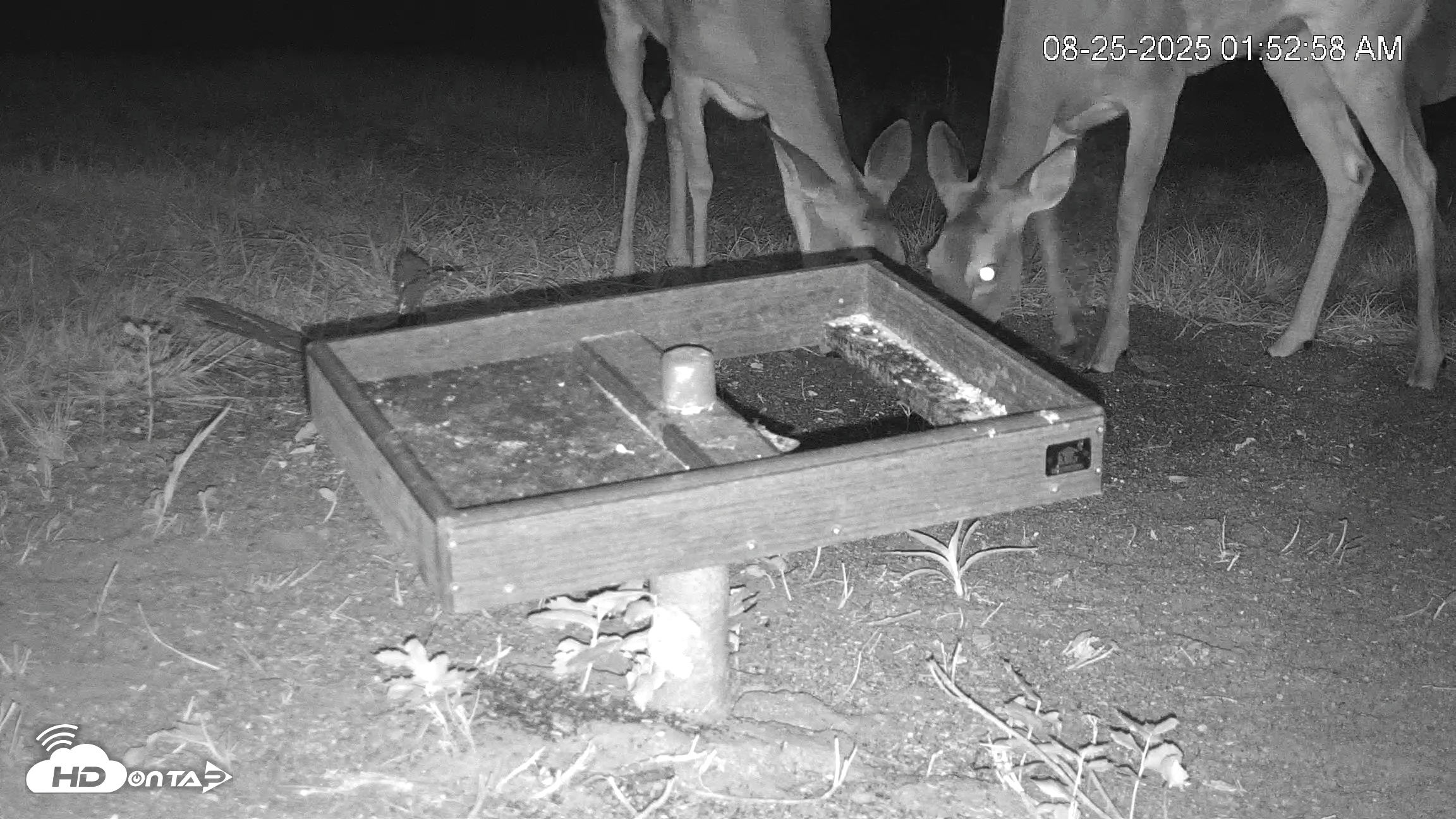 Snapshot of Texas Game & Ground Feeder Live Webcam taken Aug 25, 2025, 1:54am CDT