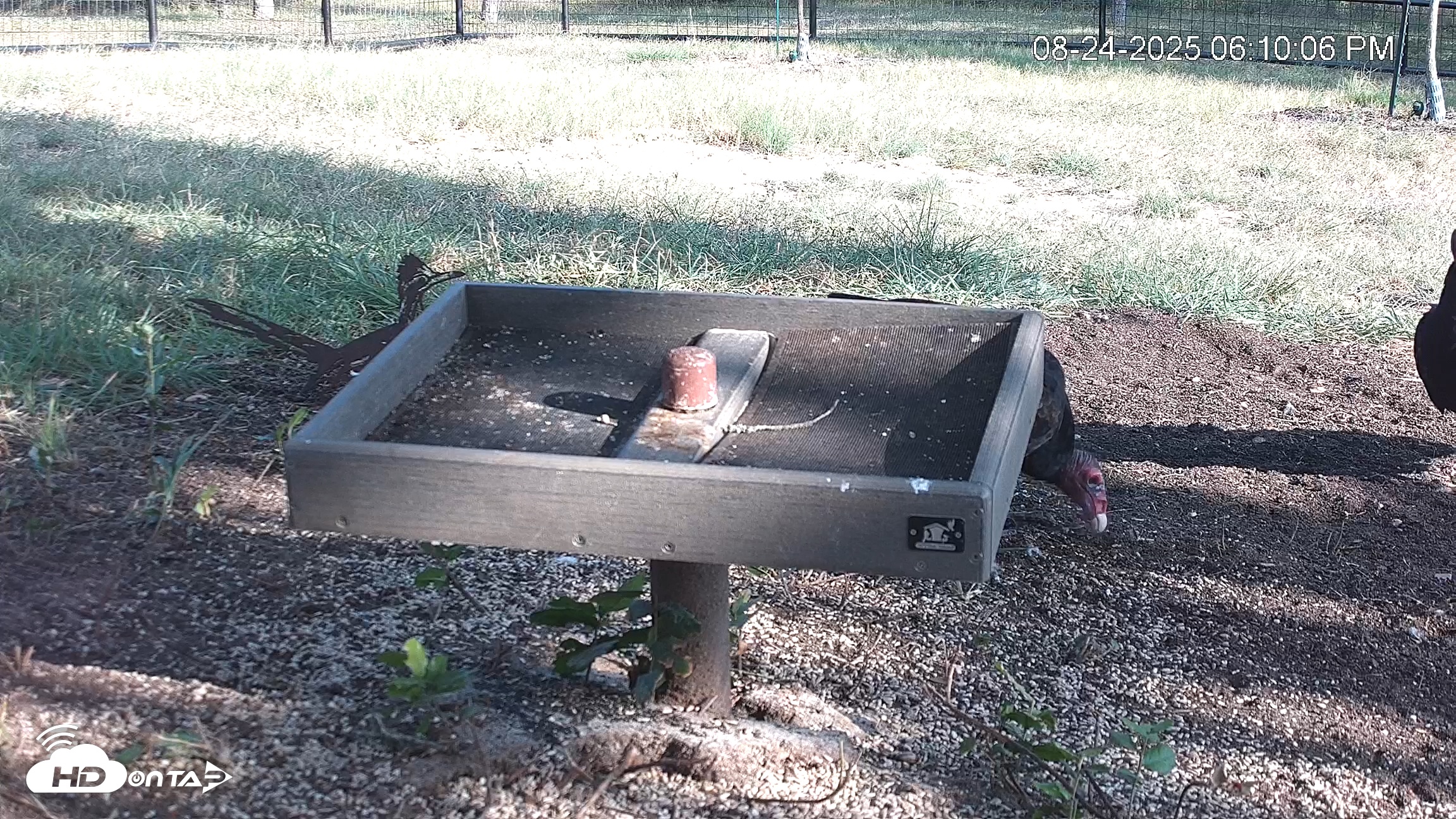 Snapshot of Texas Game & Ground Feeder Live Webcam taken Aug 24, 2025, 6:11pm CDT