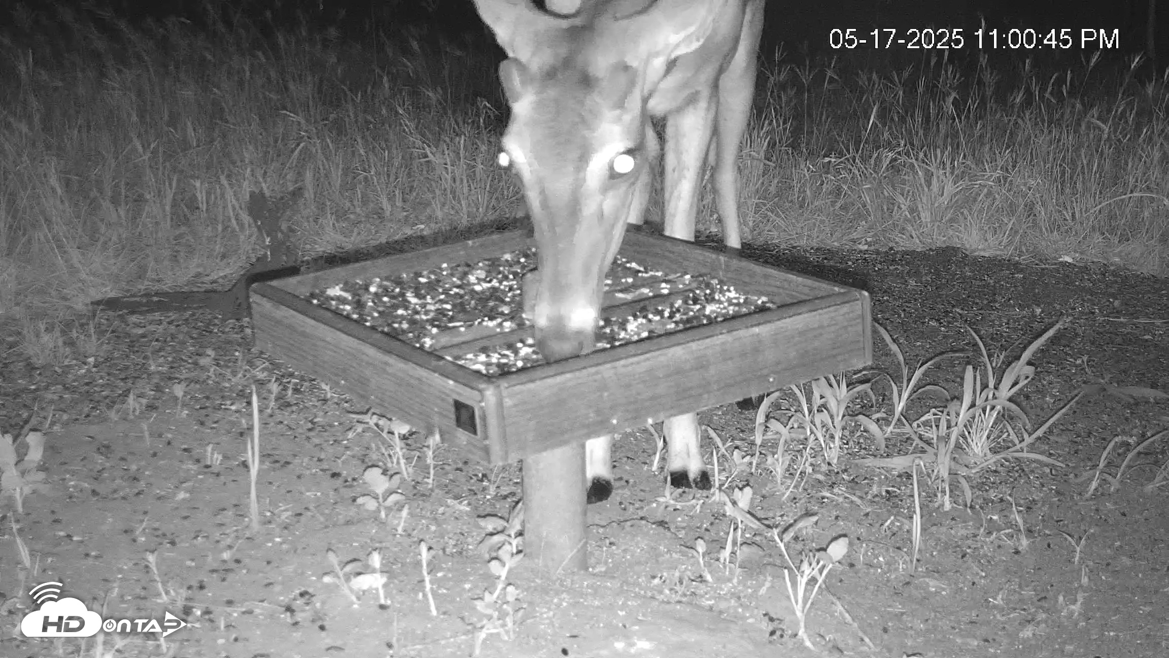 Snapshot of Texas Game & Ground Feeder Live Webcam taken May 17, 2025, 11:01pm CDT