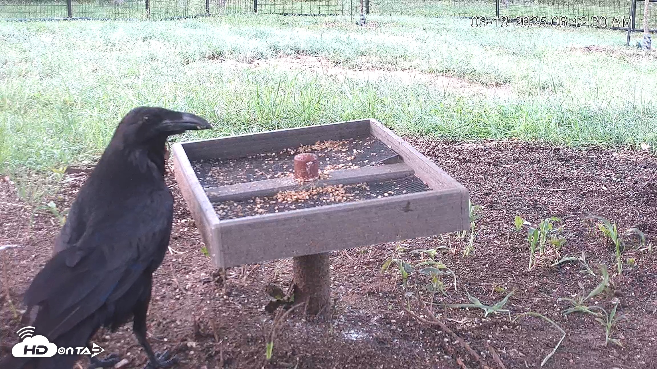 Snapshot of Texas Game & Ground Feeder Live Webcam taken Jun 13, 2025, 6:45am CDT