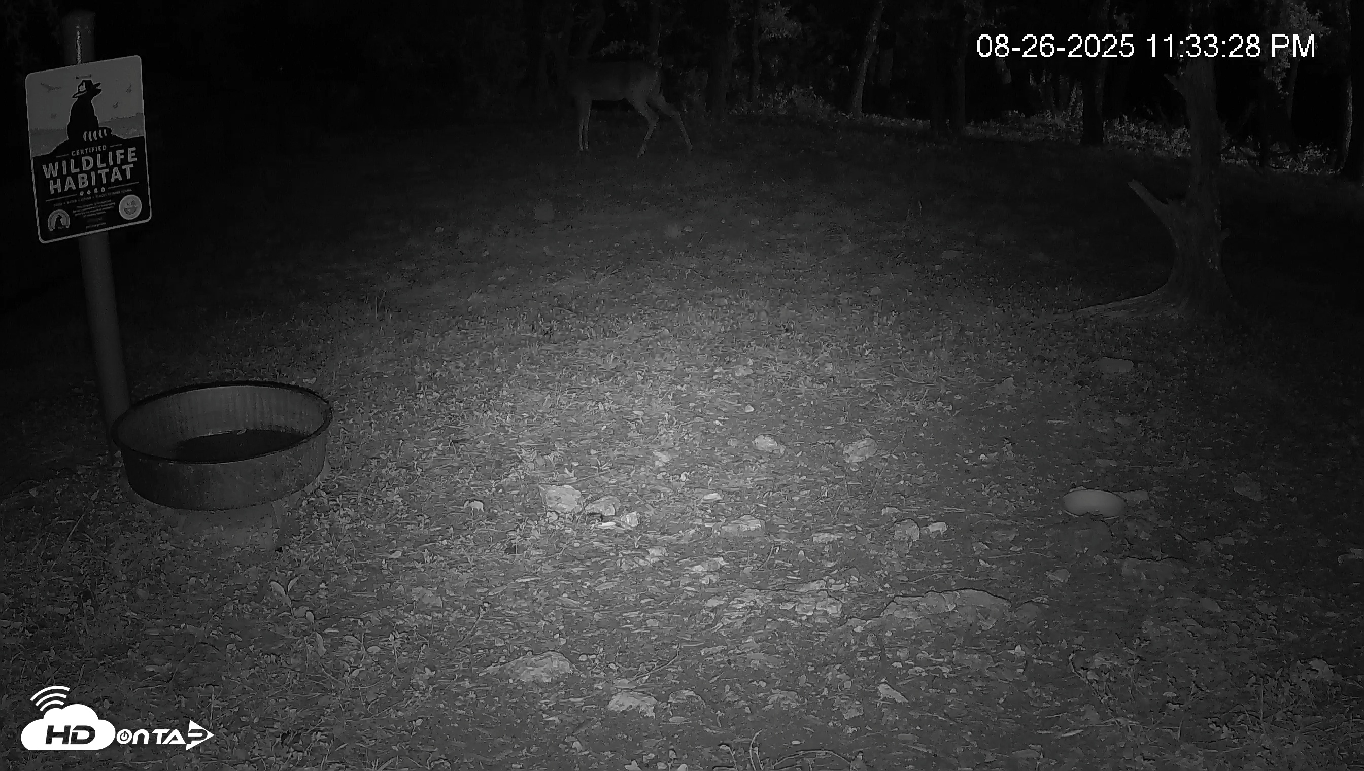 Snapshot of Texas Game & Ground Feeder Live Webcam taken Aug 26, 2025, 11:34pm CDT