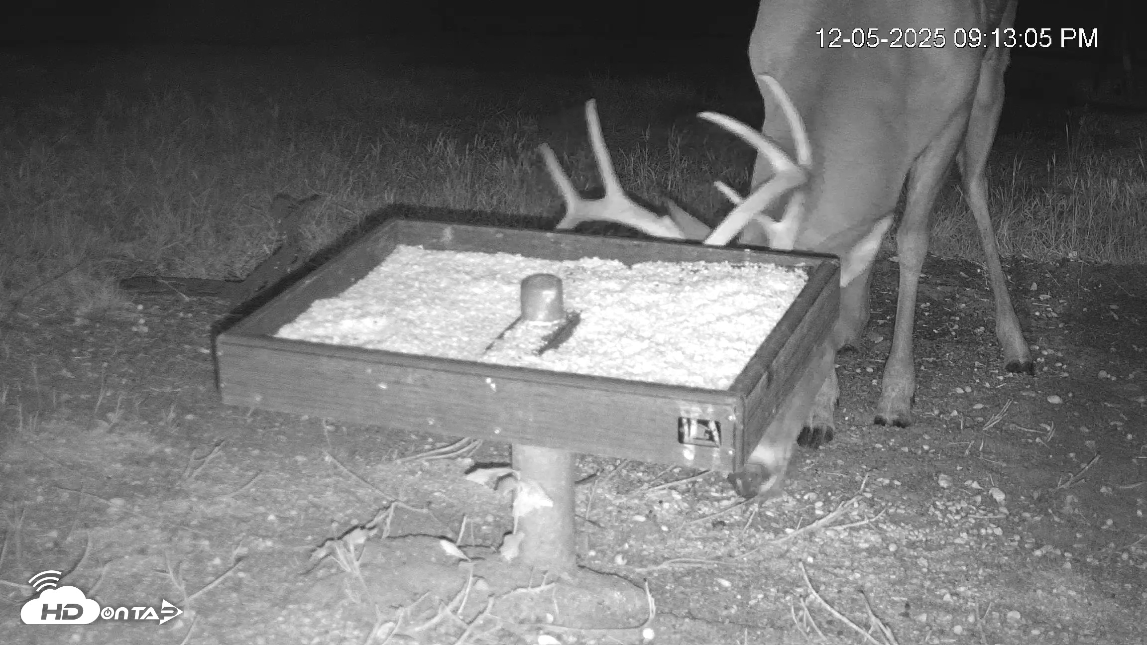 Snapshot of Texas Game & Ground Feeder Live Webcam taken Dec 5, 2025, 9:13pm CST