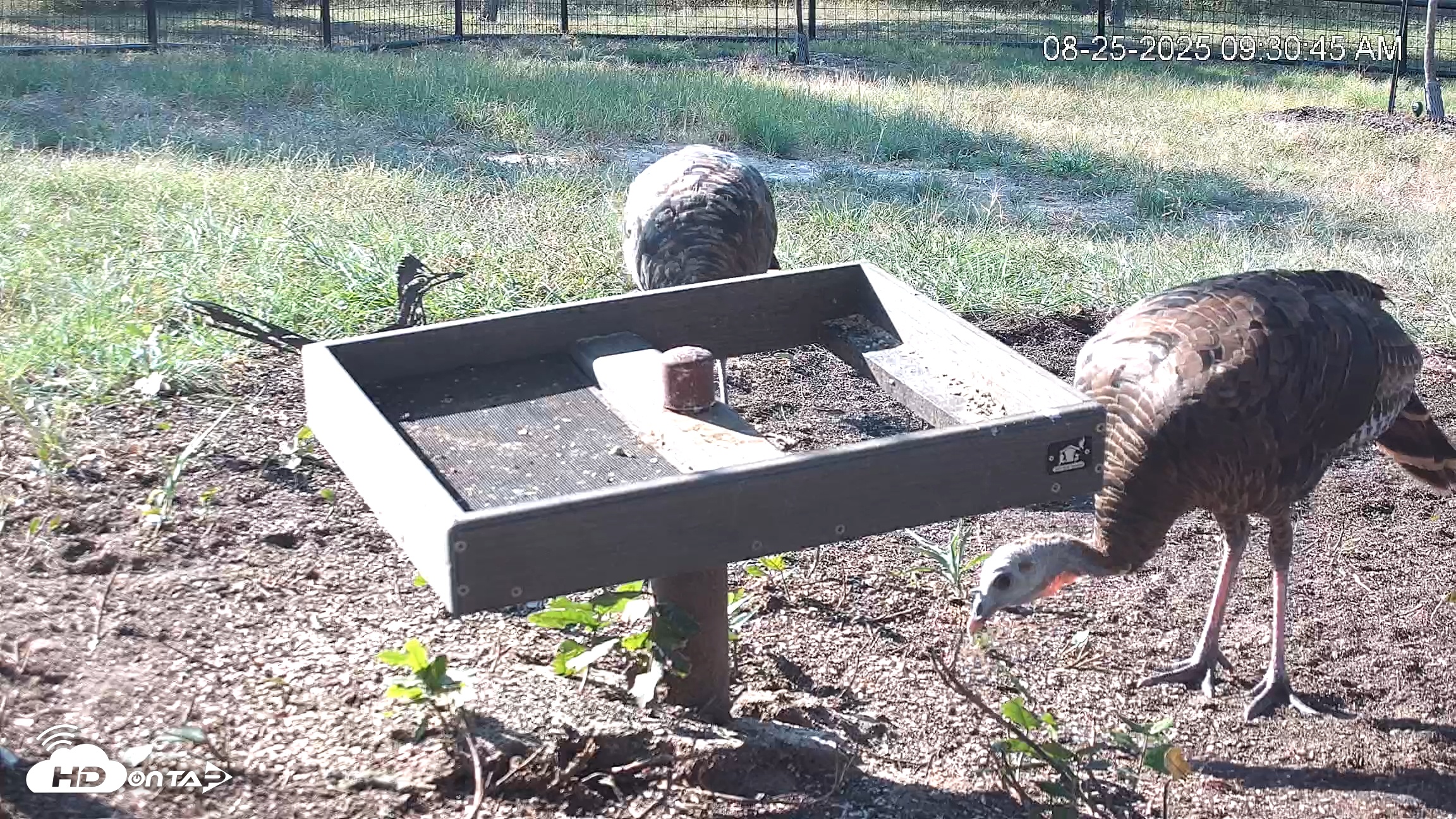 Snapshot of Texas Game & Ground Feeder Live Webcam taken Aug 25, 2025, 9:32am CDT