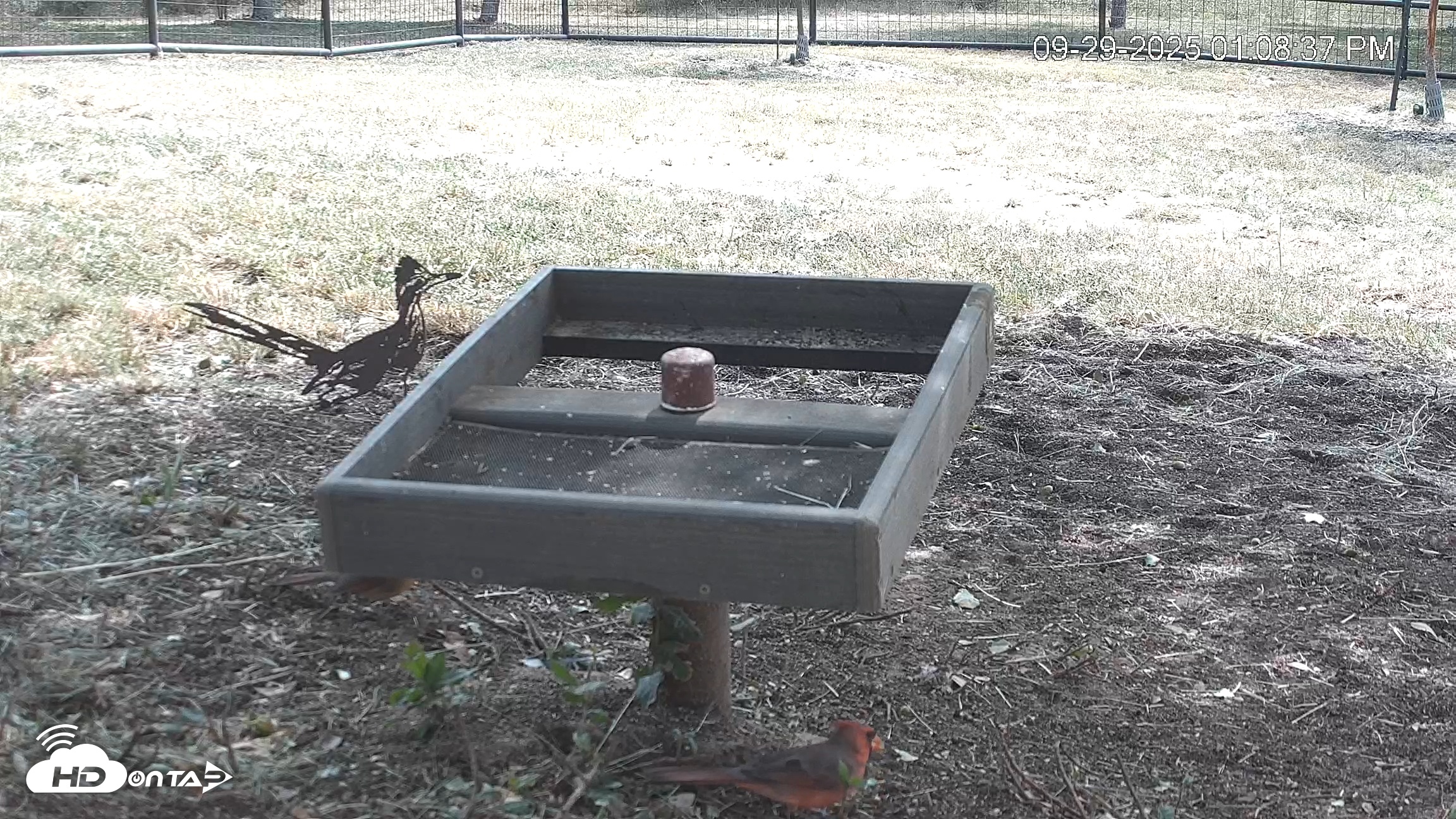 Snapshot of Texas Game & Ground Feeder Live Webcam taken Sep 29, 2025, 1:09pm CDT