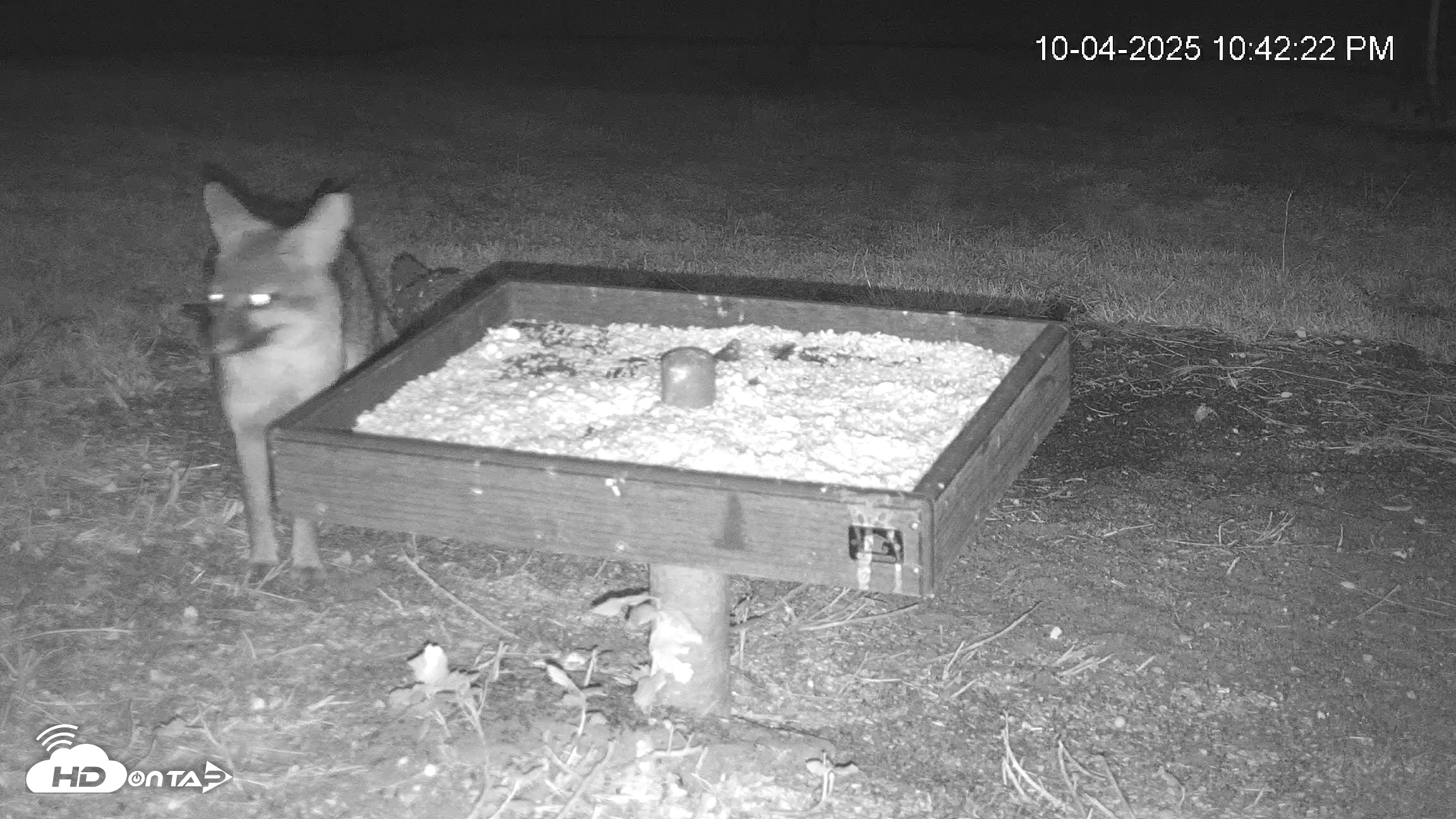 Snapshot of Texas Game & Ground Feeder Live Webcam taken Oct 4, 2025, 10:43pm CDT