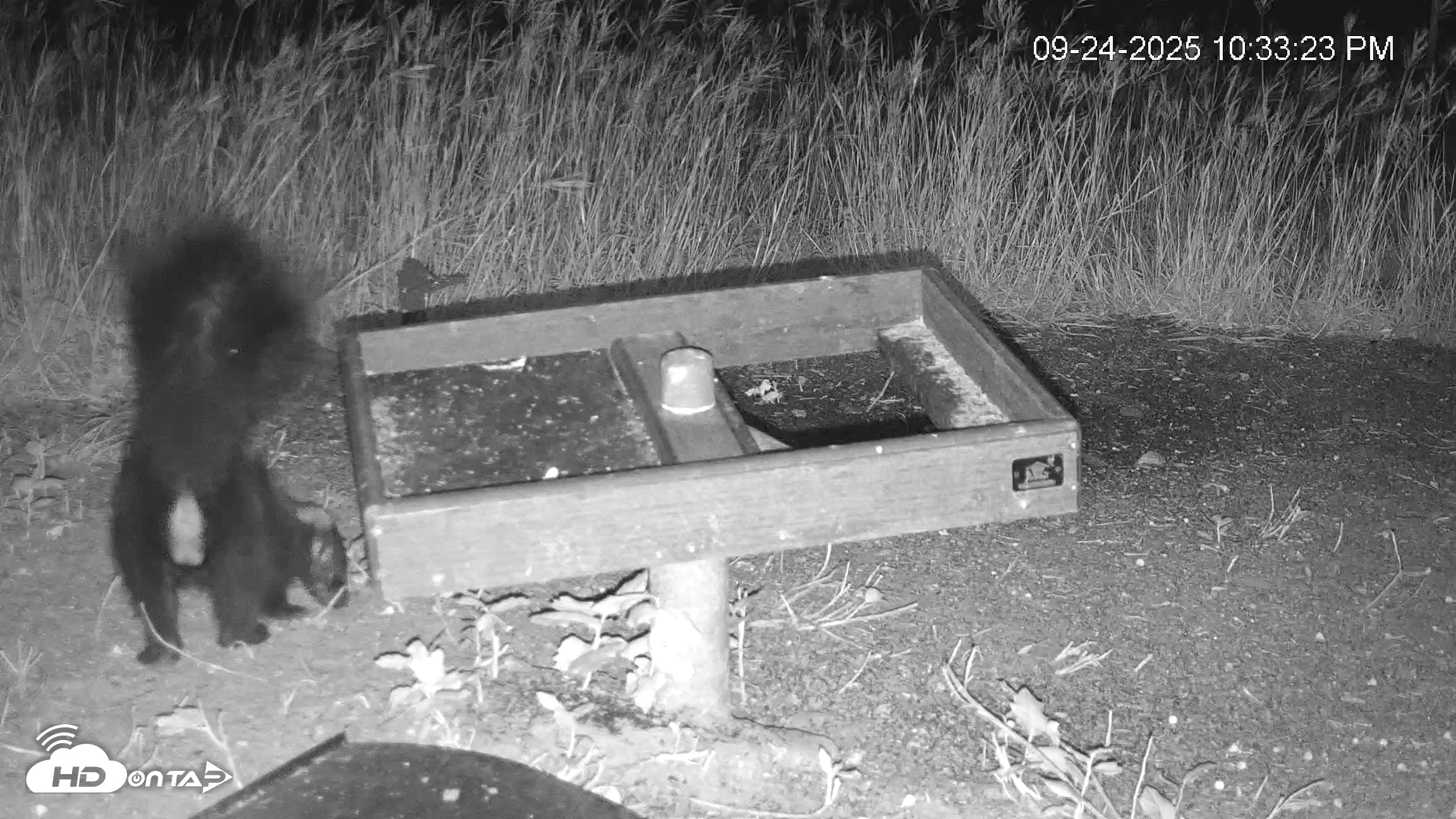 Snapshot of Texas Game & Ground Feeder Live Webcam taken Sep 24, 2025, 10:34pm CDT
