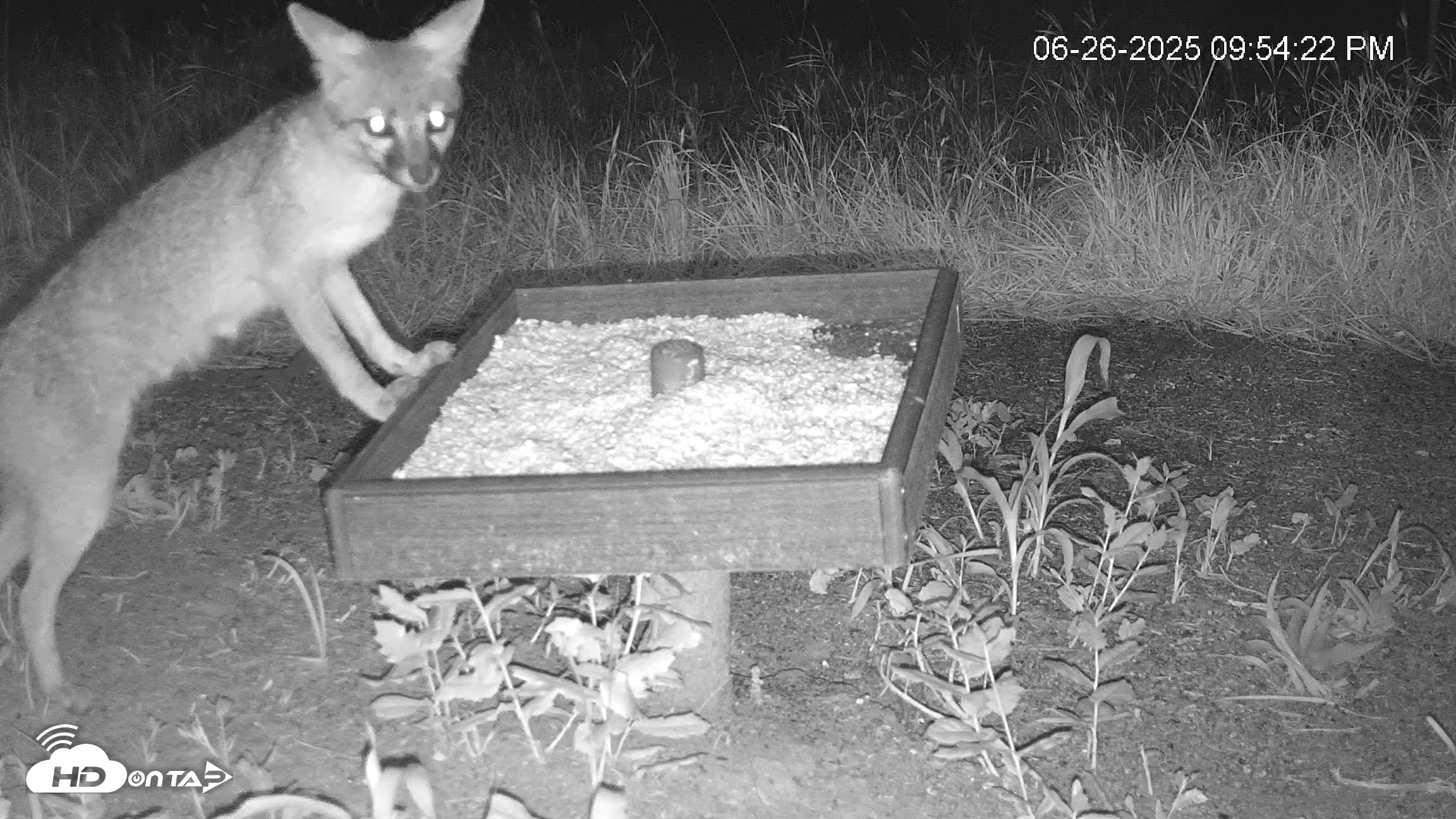 Snapshot of Texas Game & Ground Feeder Live Webcam taken Jun 26, 2025, 9:56pm CDT