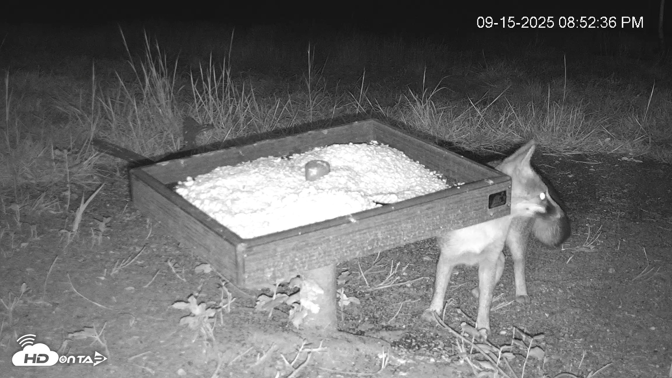 Snapshot of Texas Game & Ground Feeder Live Webcam taken Sep 15, 2025, 8:53pm CDT