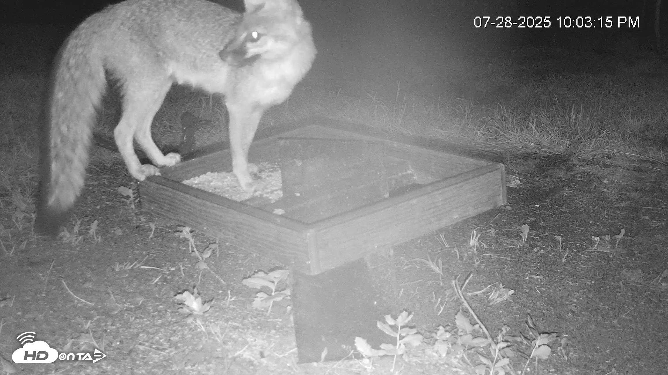 Snapshot of Texas Game & Ground Feeder Live Webcam taken Jul 28, 2025, 10:04pm CDT