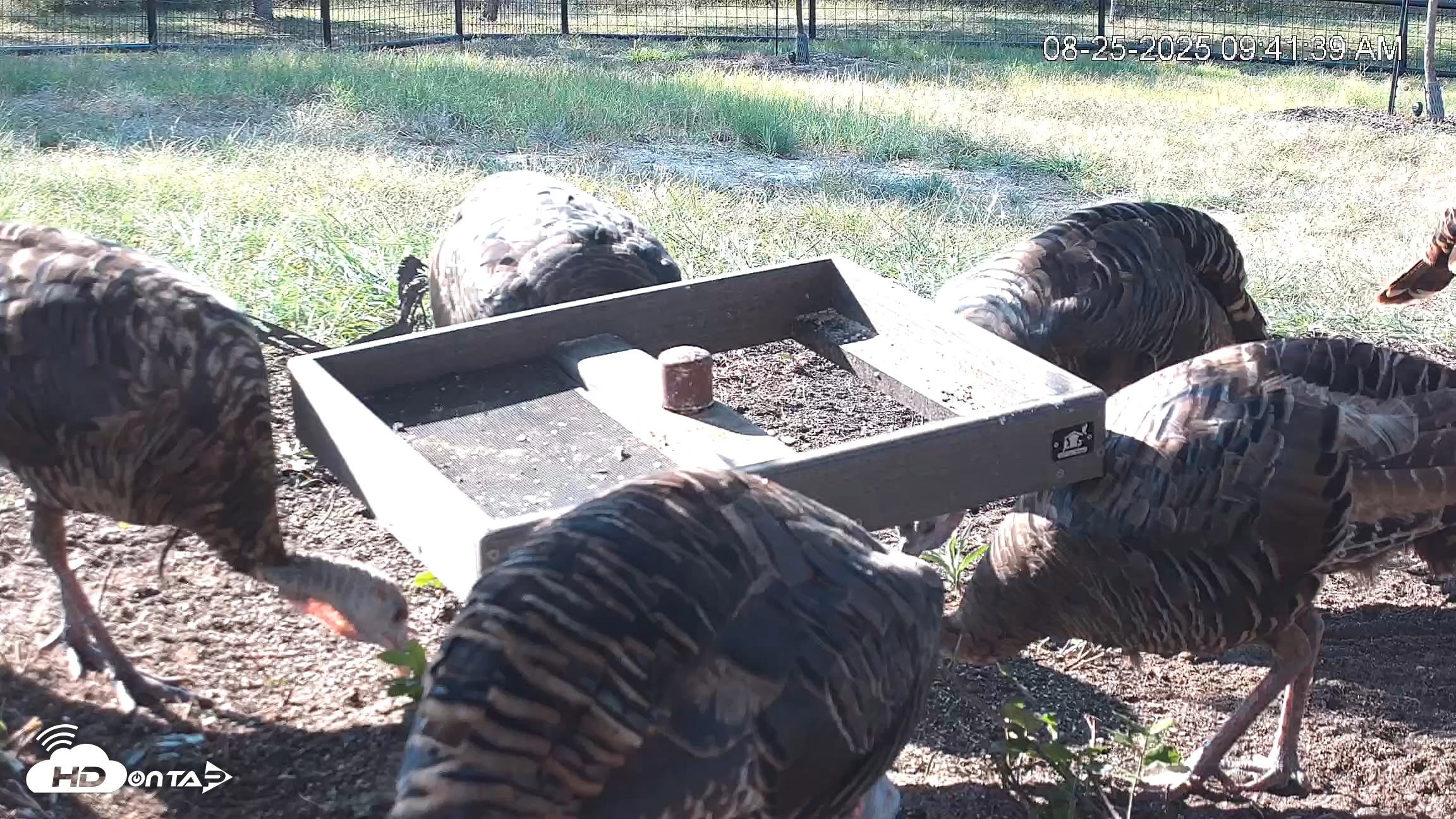 Snapshot of Texas Game & Ground Feeder Live Webcam taken Aug 25, 2025, 9:42am CDT