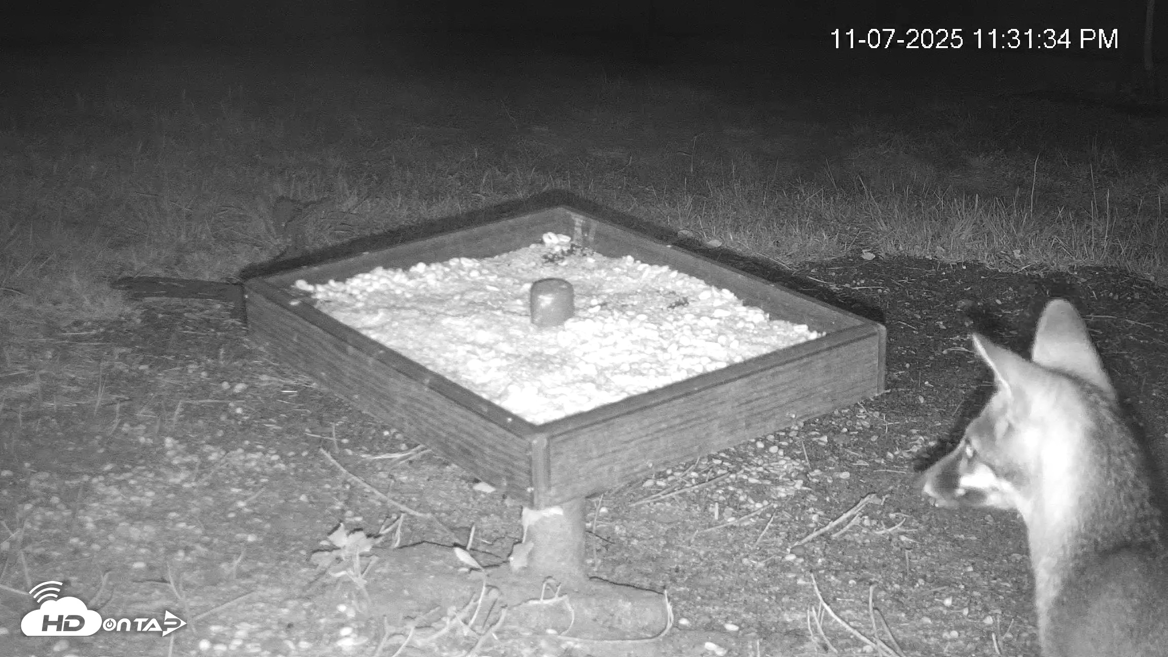 Snapshot of Texas Game & Ground Feeder Live Webcam taken Nov 7, 2025, 11:32pm CST