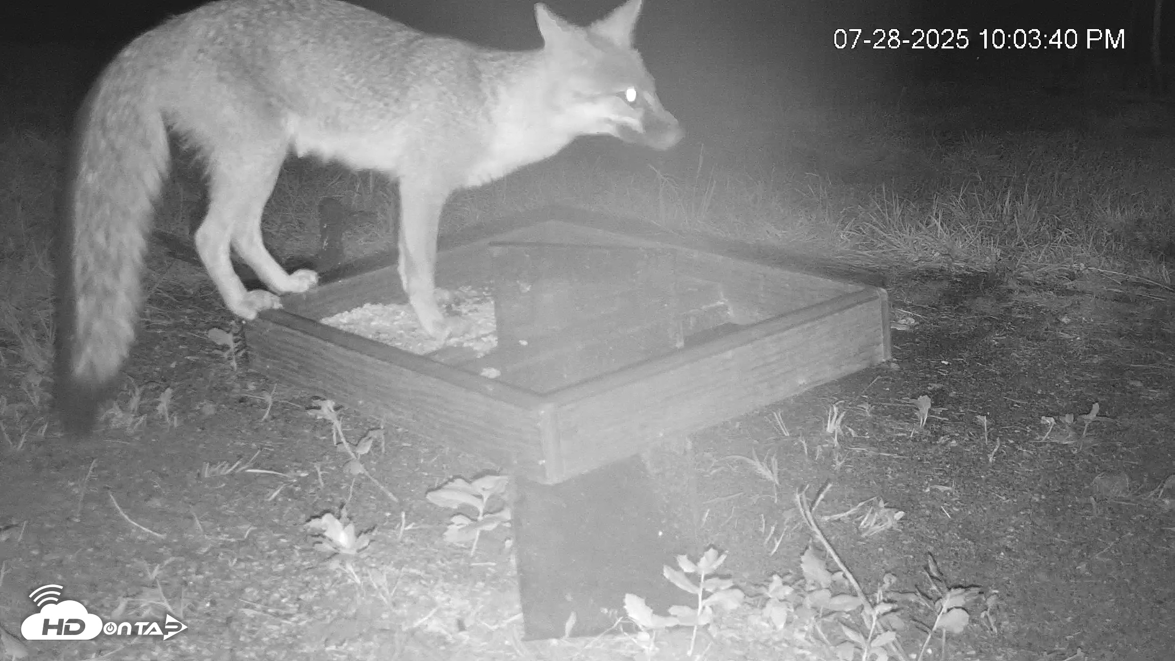 Snapshot of Texas Game & Ground Feeder Live Webcam taken Jul 28, 2025, 10:05pm CDT