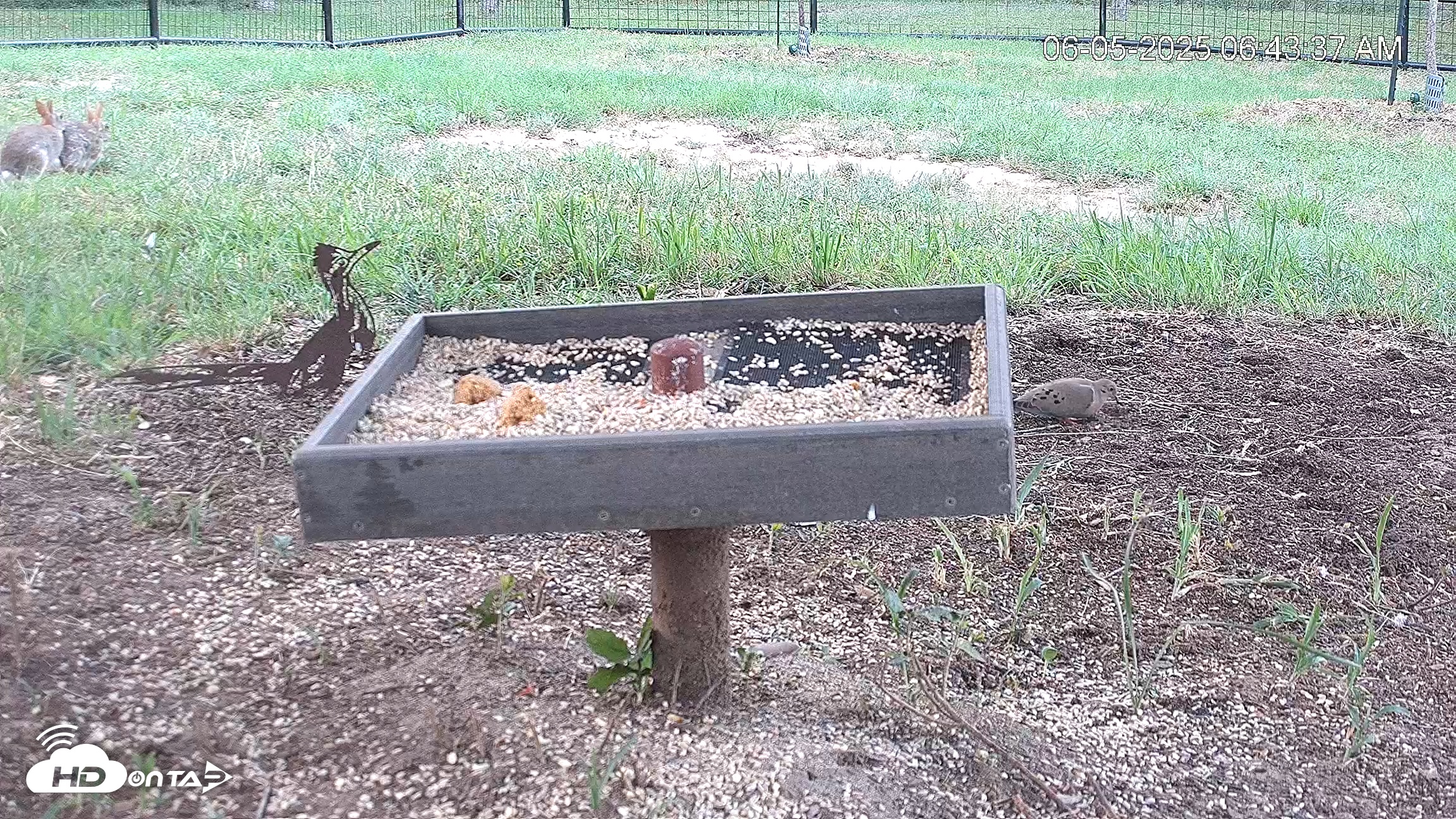 Snapshot of Texas Game & Ground Feeder Live Webcam taken Jun 5, 2025, 6:44am CDT
