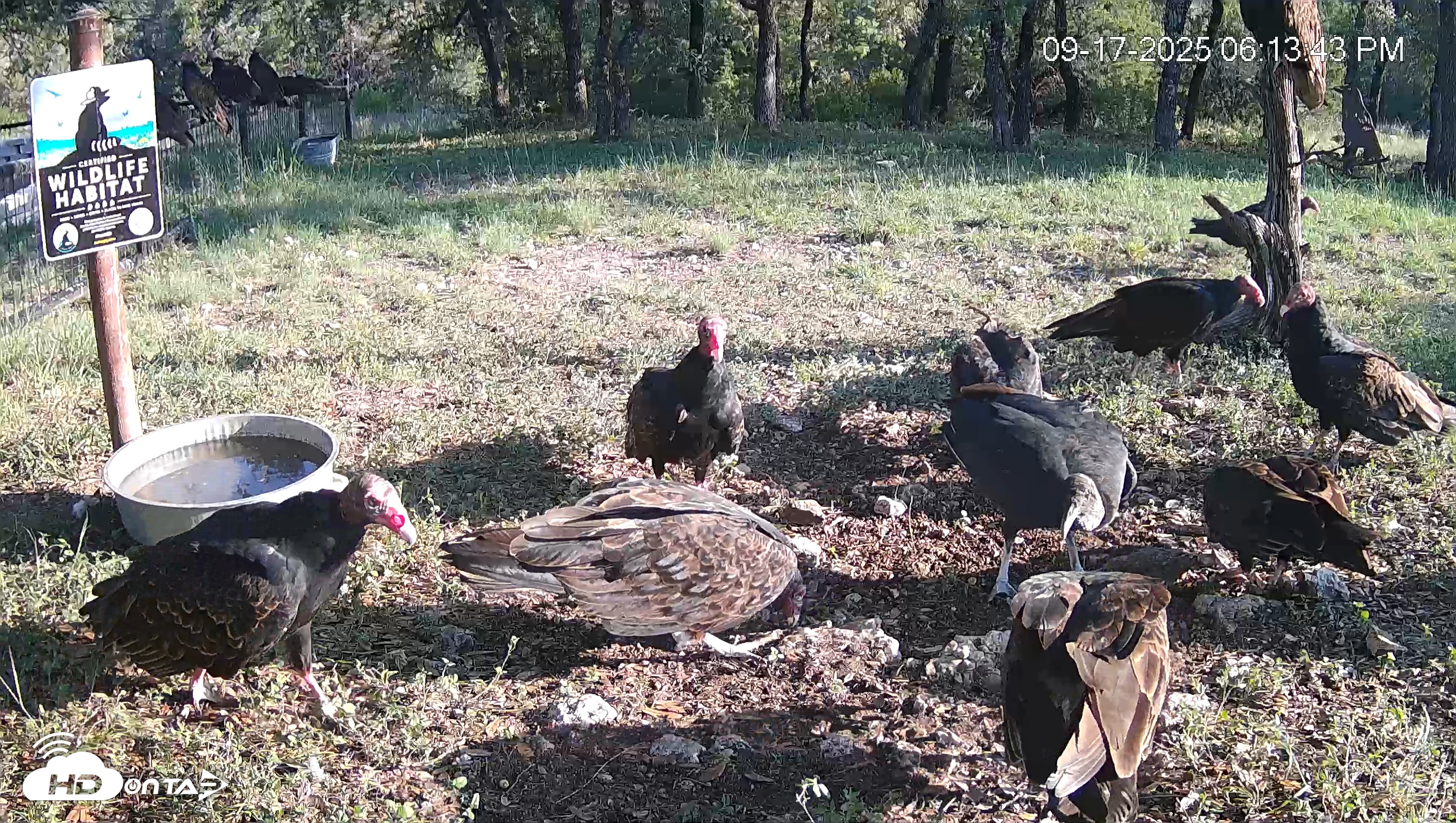 Snapshot of Texas Game & Ground Feeder Live Webcam taken Sep 17, 2025, 6:14pm CDT