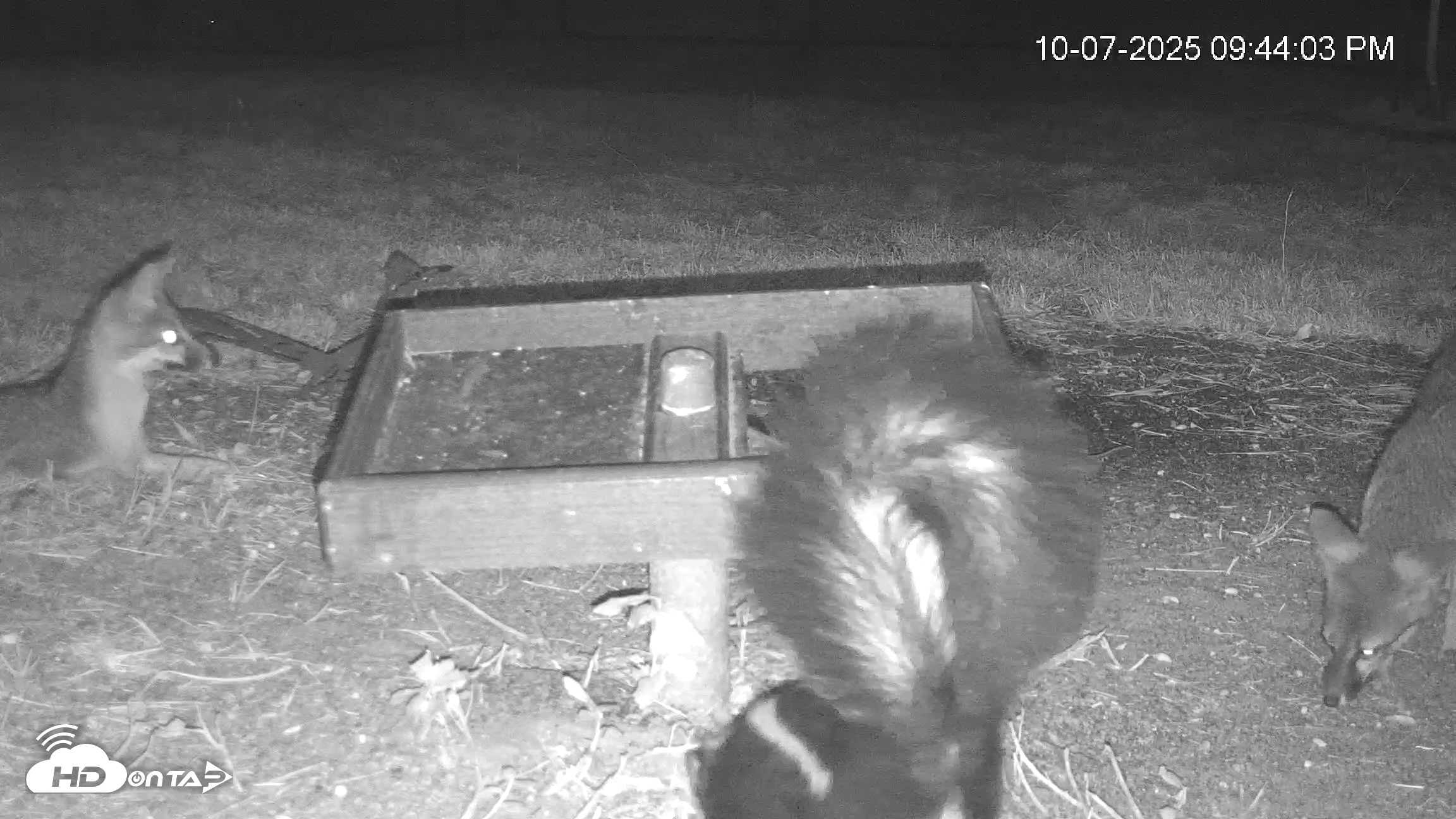 Snapshot of Texas Game & Ground Feeder Live Webcam taken Oct 7, 2025, 9:45pm CDT