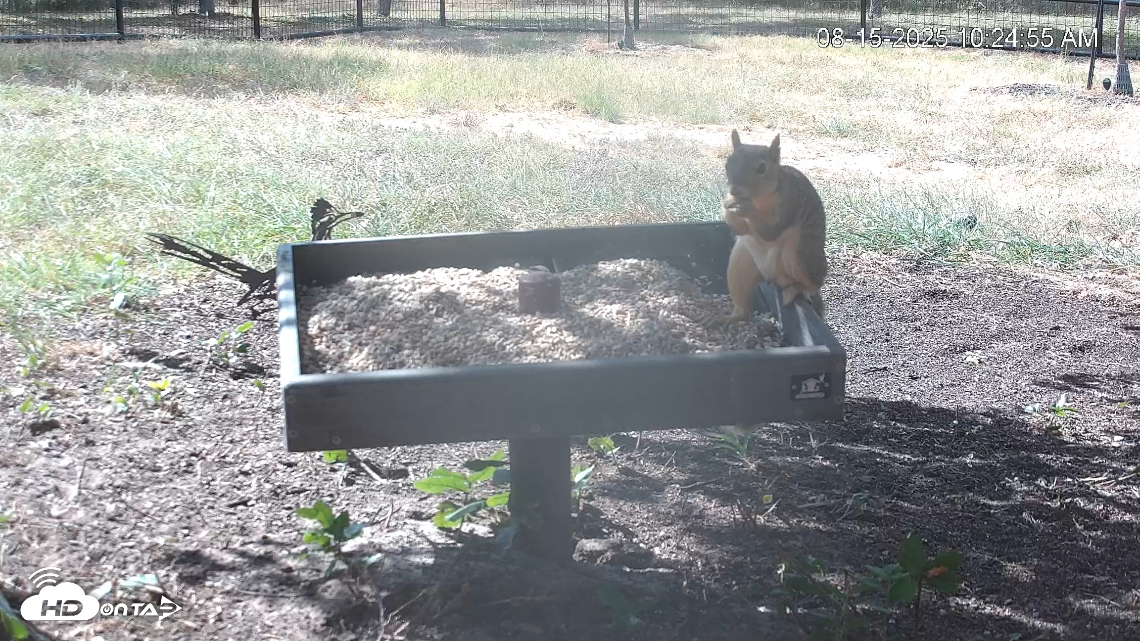 Snapshot of Texas Game & Ground Feeder Live Webcam taken Aug 15, 2025, 10:25am CDT