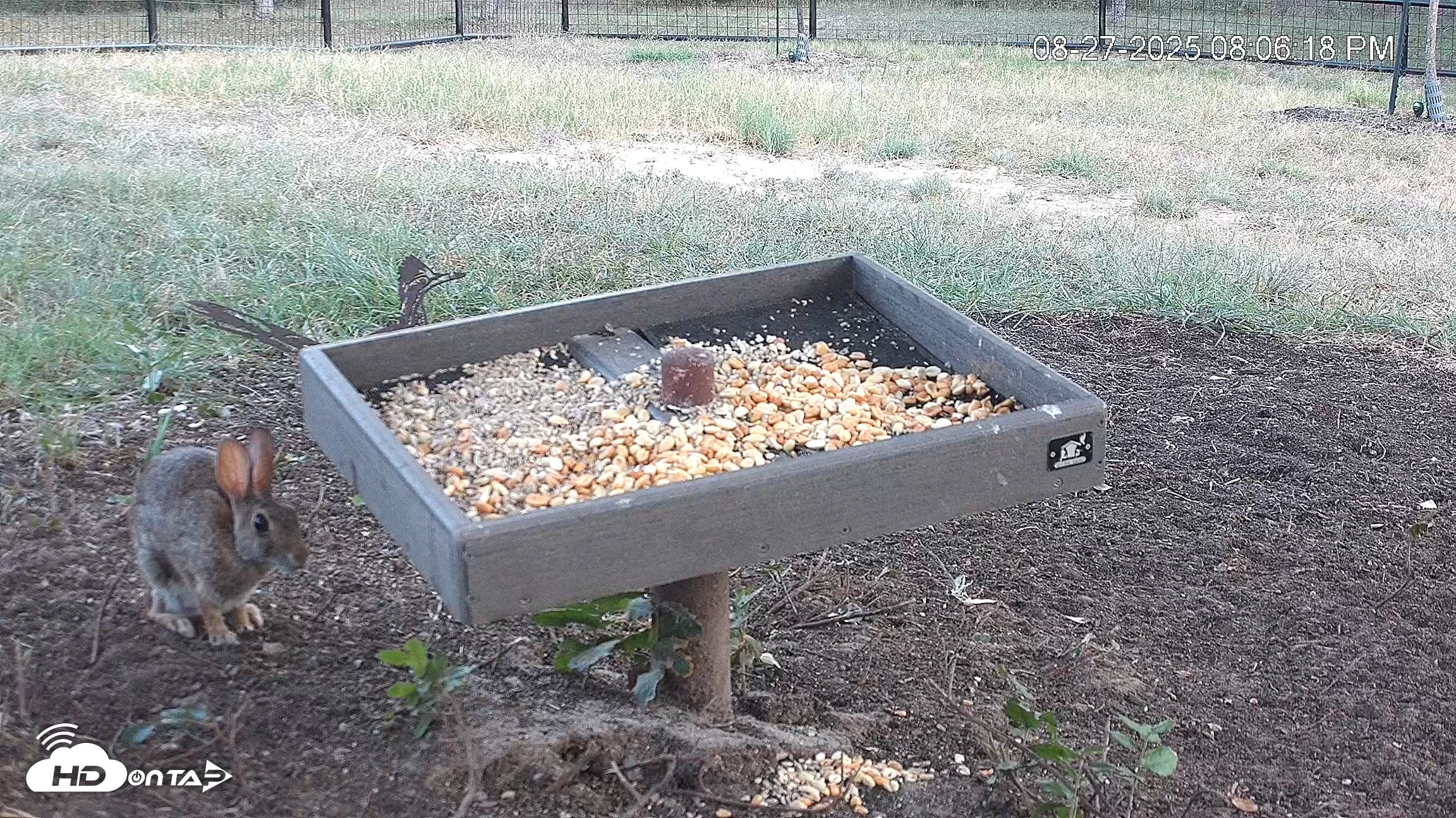 Snapshot of Texas Game & Ground Feeder Live Webcam taken Aug 27, 2025, 8:07pm CDT