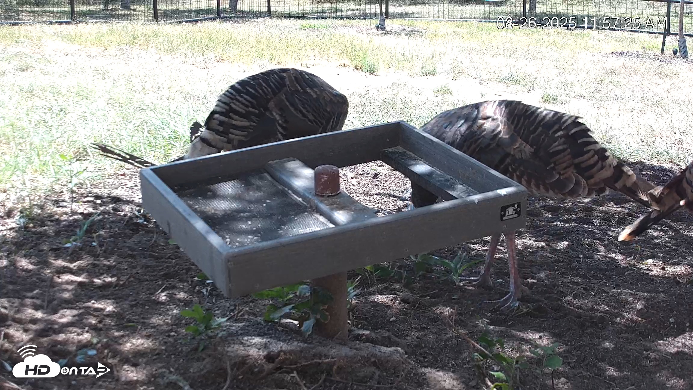Snapshot of Texas Game & Ground Feeder Live Webcam taken Aug 26, 2025, 11:58am CDT