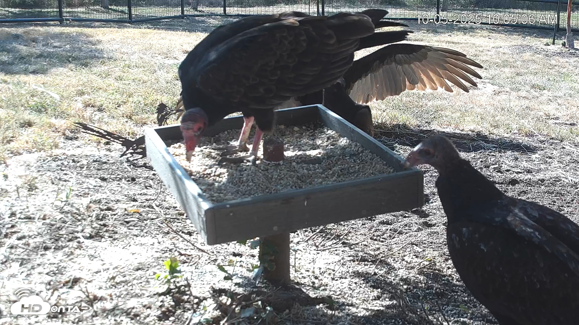 Snapshot of Texas Game & Ground Feeder Live Webcam taken Oct 5, 2025, 10:06am CDT