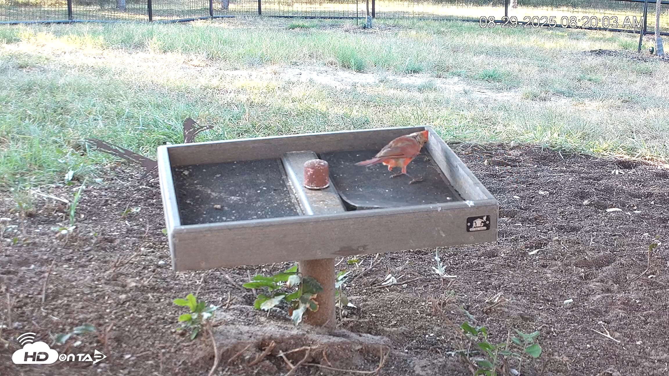 Snapshot of Texas Game & Ground Feeder Live Webcam taken Aug 29, 2025, 8:21am CDT