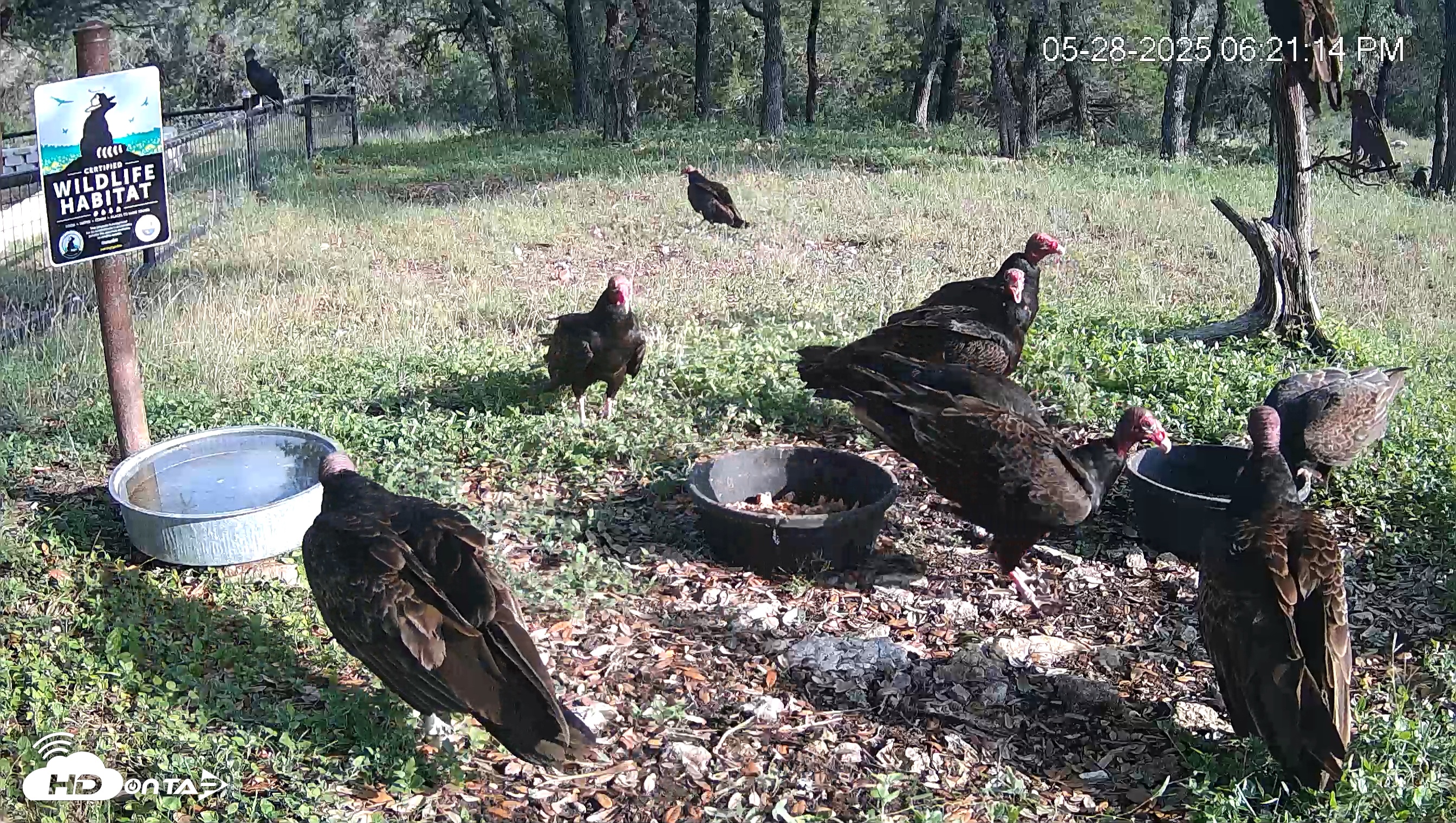 Snapshot of Texas Game & Ground Feeder Live Webcam taken May 28, 2025, 6:21pm CDT