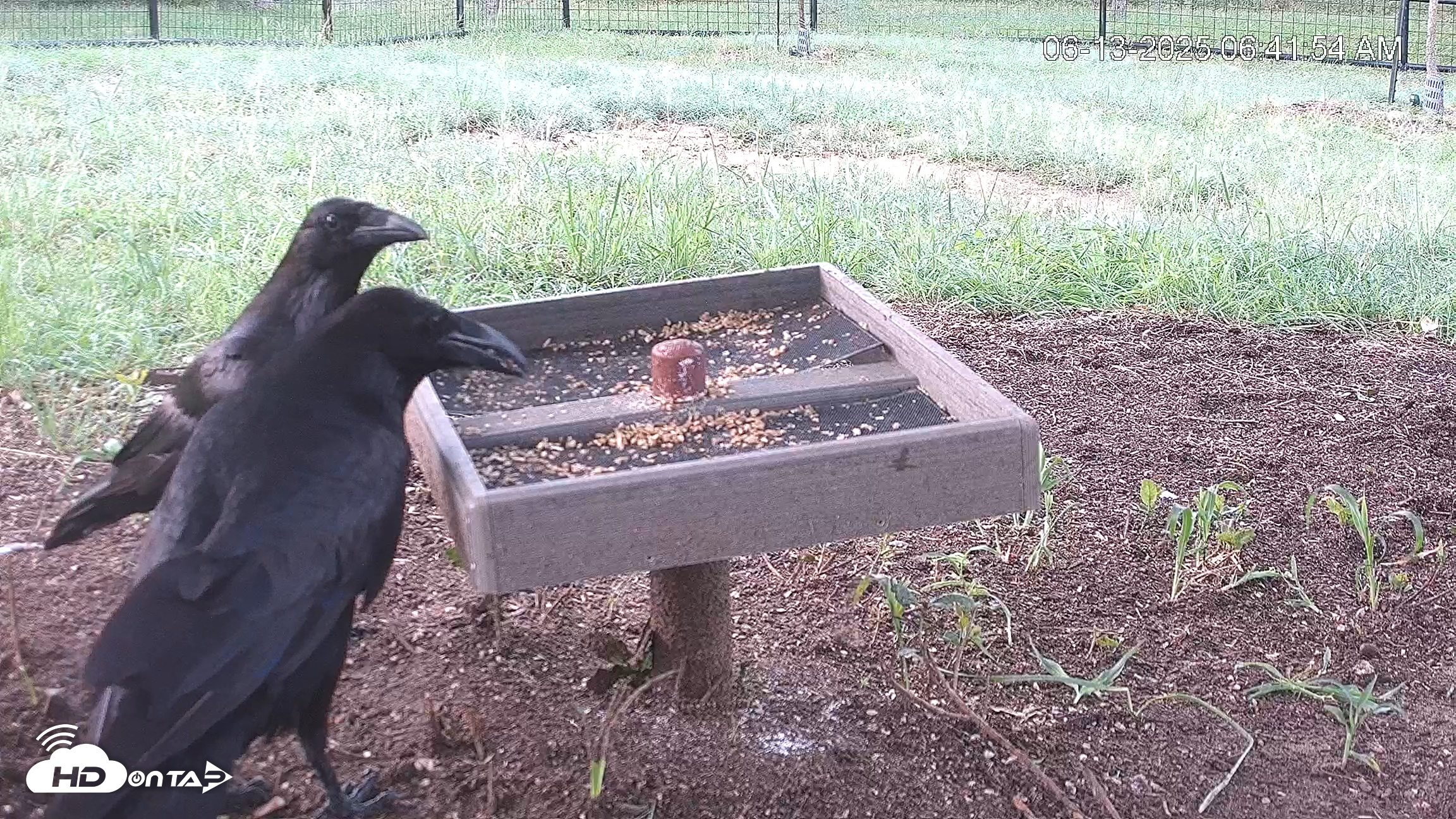 Snapshot of Texas Game & Ground Feeder Live Webcam taken Jun 13, 2025, 6:44am CDT
